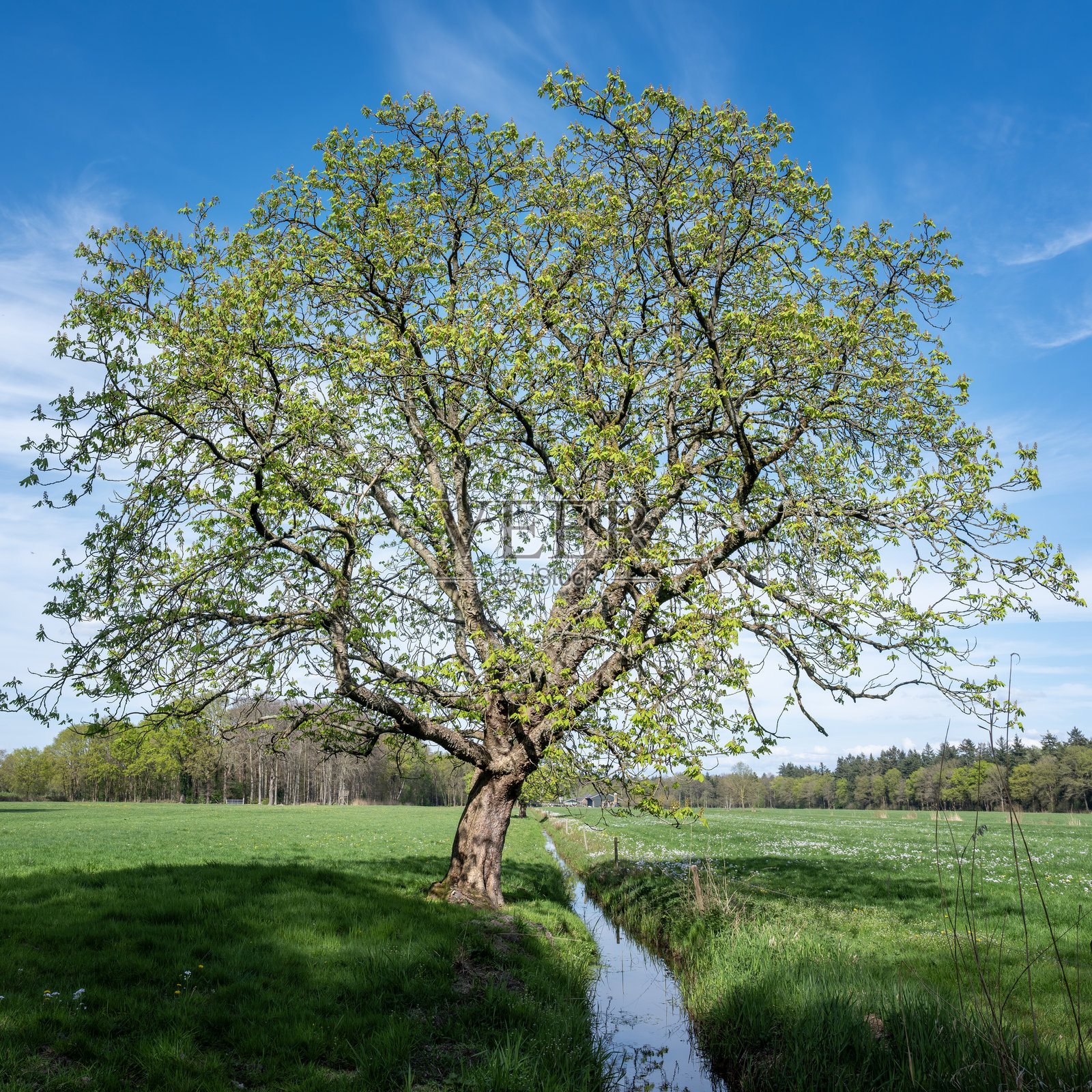 春天的森林展现出早春的色彩。靠近荷兰的栗子树草地。照片摄影图片