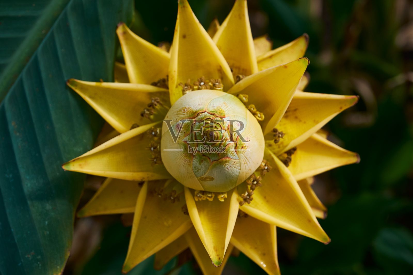 鲜艳的黄色香蕉花特写照片摄影图片