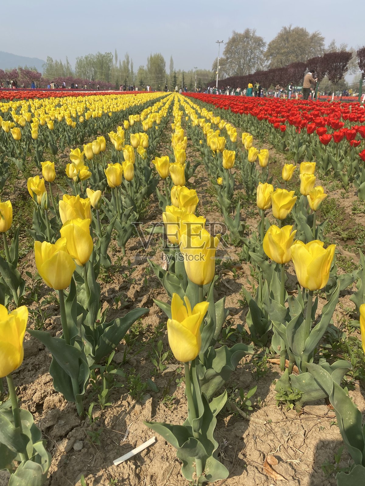漂亮的郁金香照片摄影图片