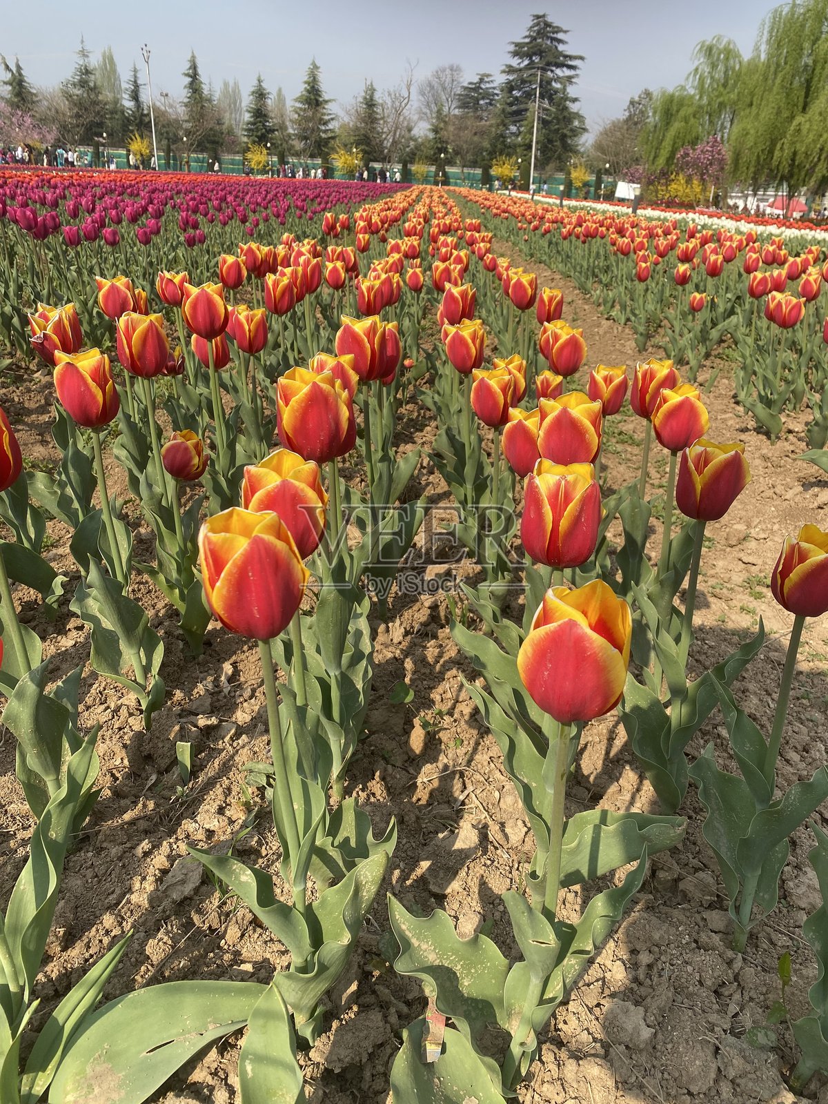 漂亮的郁金香照片摄影图片