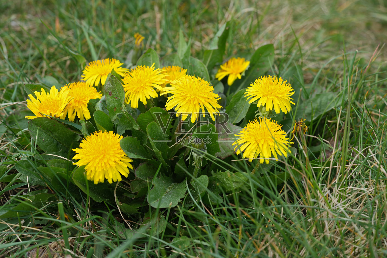 特写一簇黄色蒲公英花，学名：Taraxacum officinale照片摄影图片