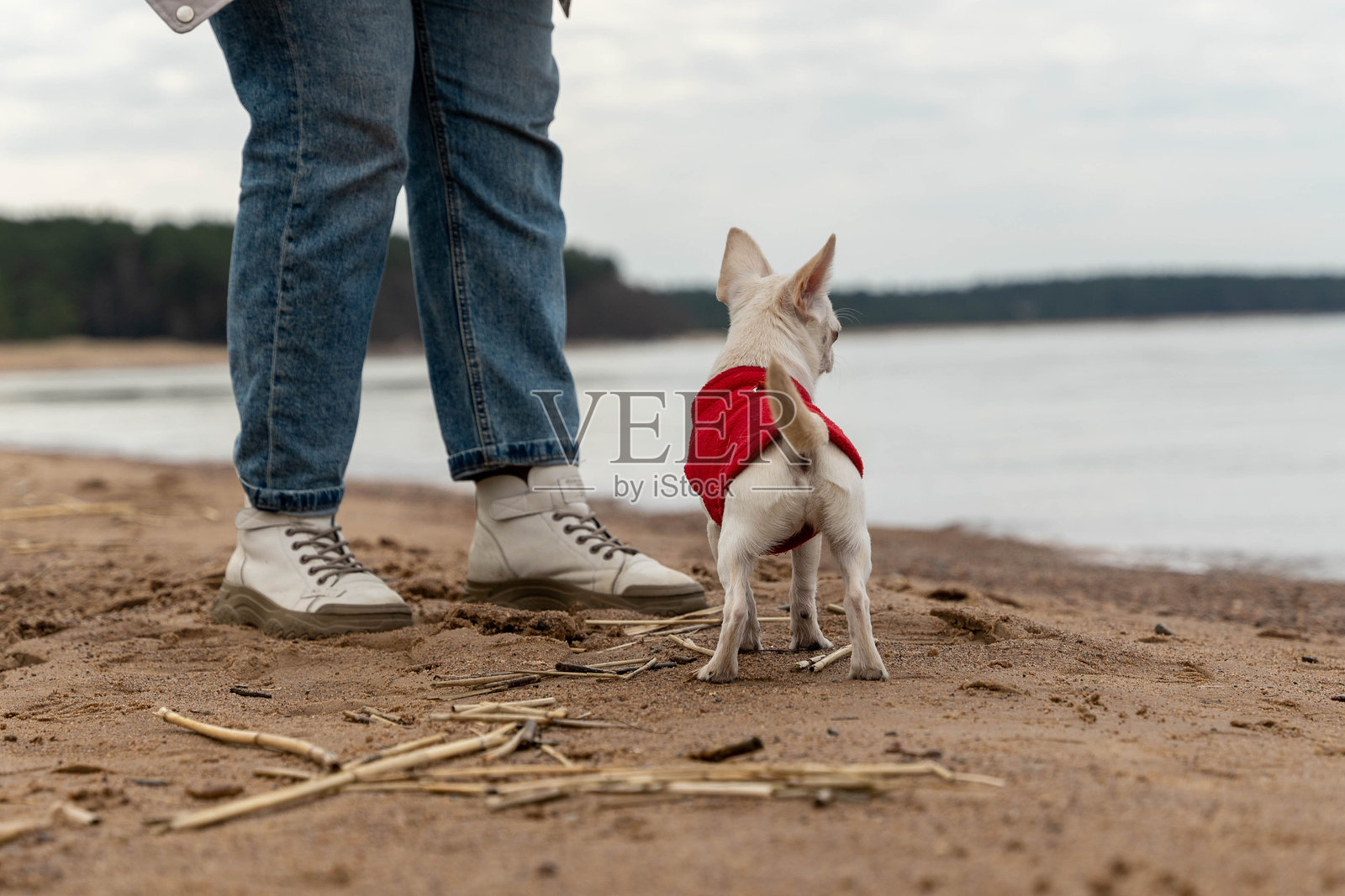 穿着红色夹克的小白狗站在沙滩上，靠近主人。照片摄影图片