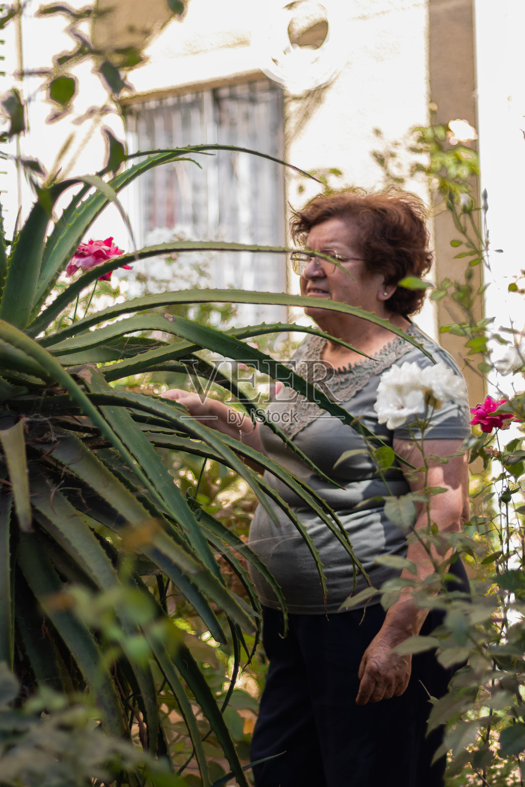 拉丁裔祖母在花园中漫步于花丛之间照片摄影图片