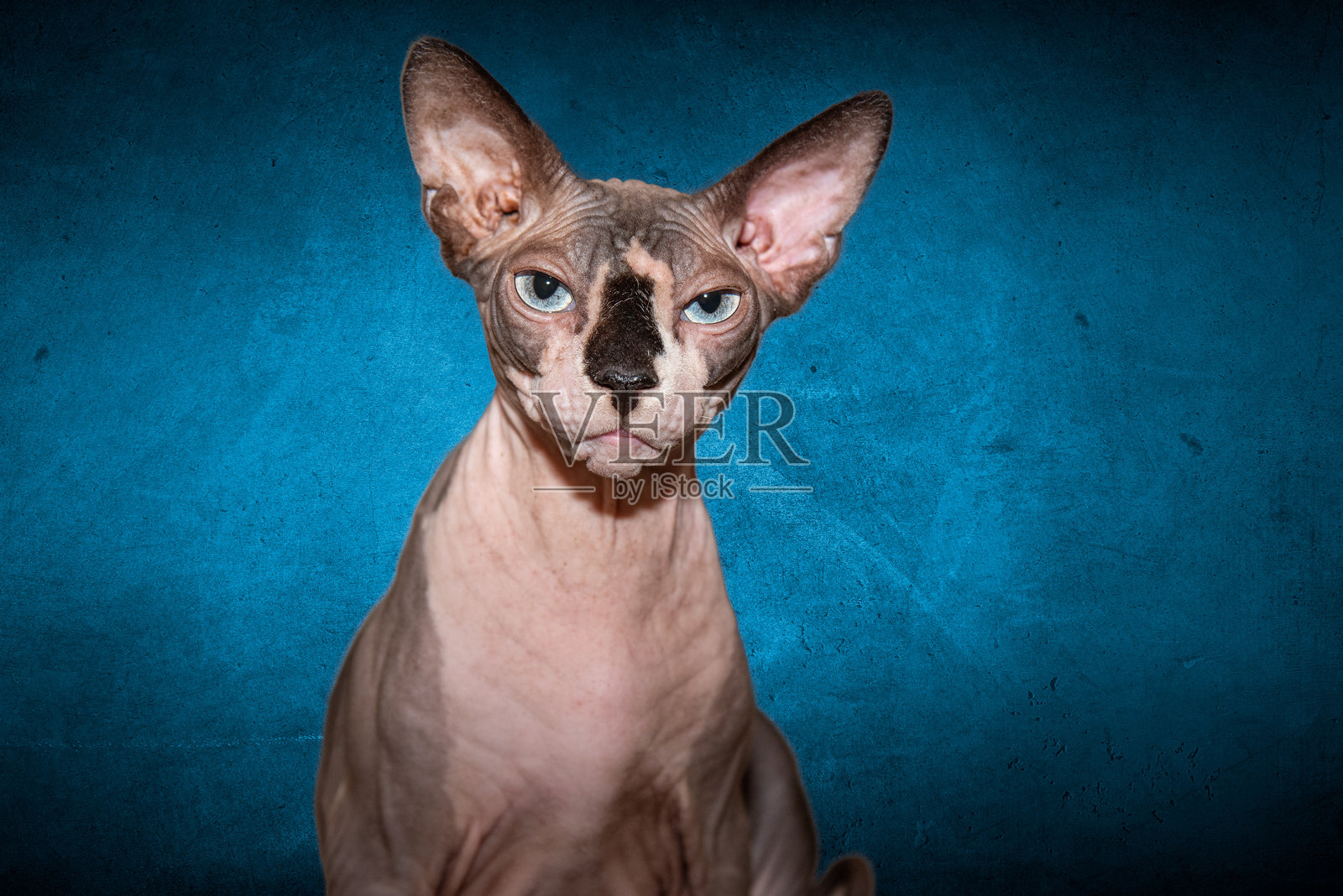 斯芬克斯猫肖像照片摄影图片