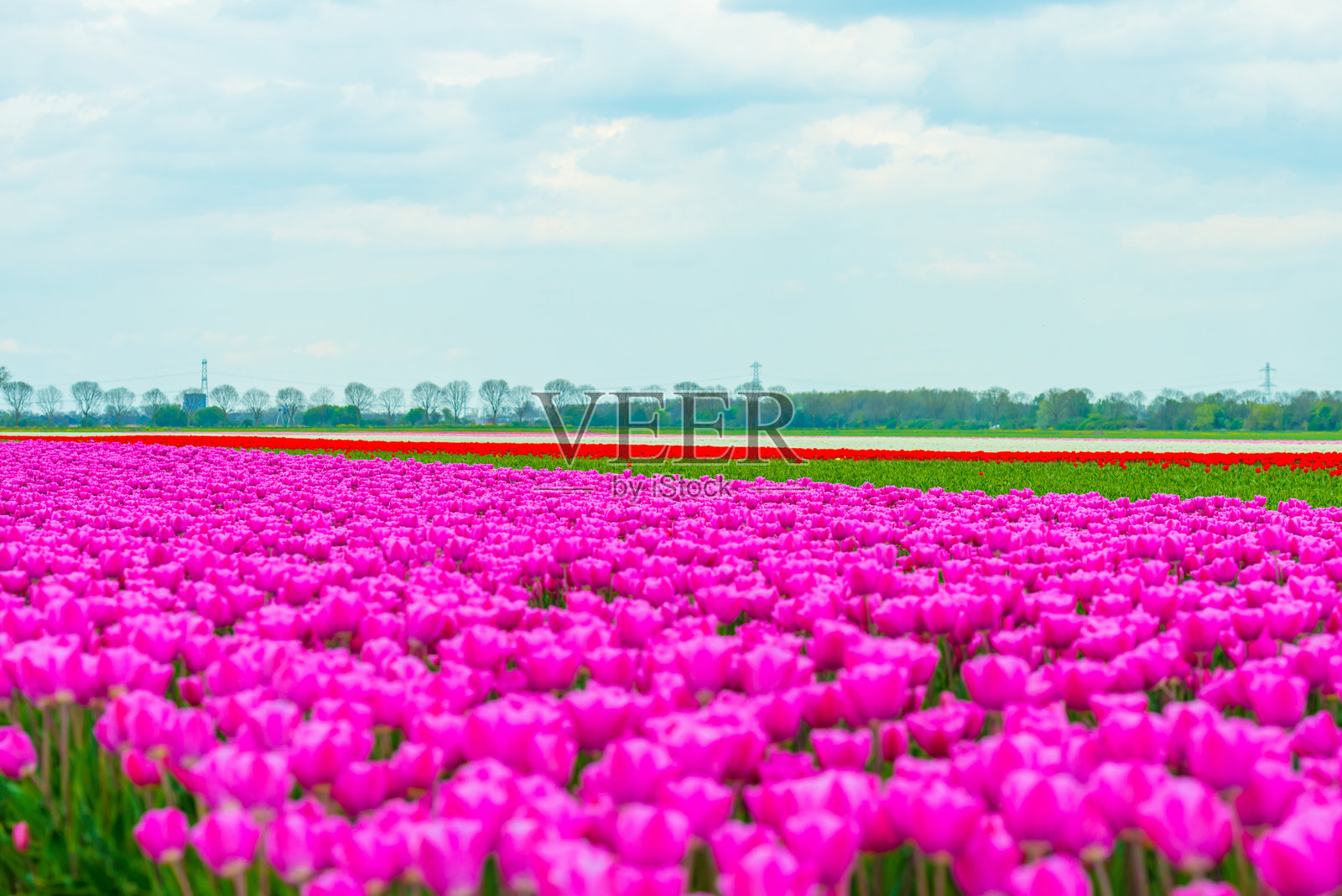 五彩缤纷的花朵在农田中盛开照片摄影图片