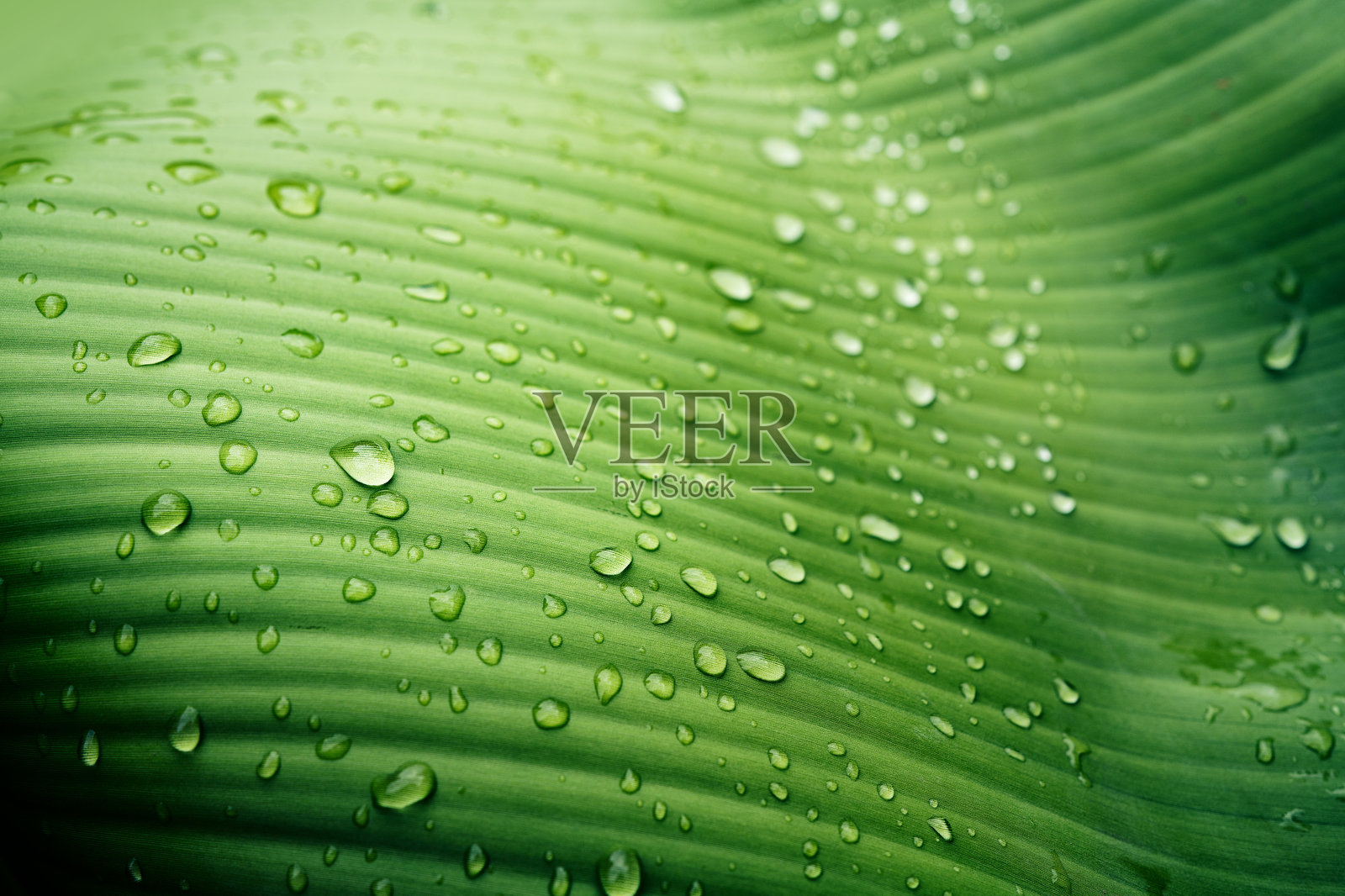 香蕉叶纹理上的水滴，纯净自然背景照片摄影图片