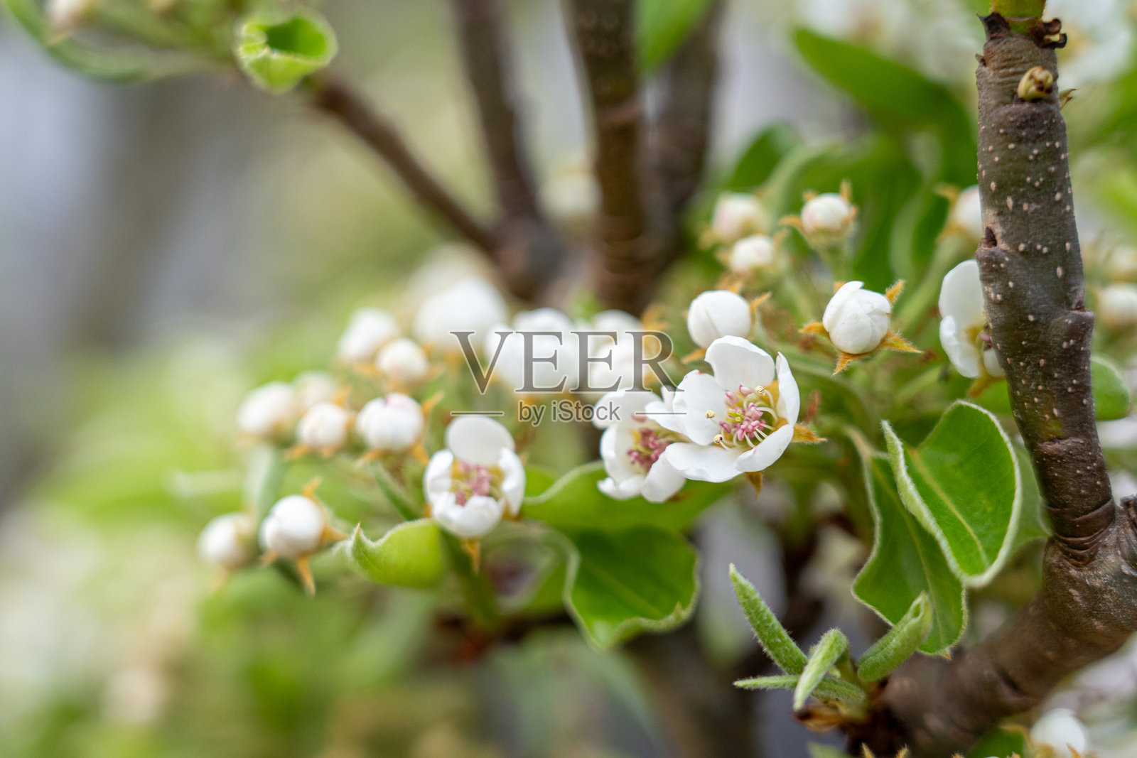 细腻的枝条上开满白色花朵照片摄影图片