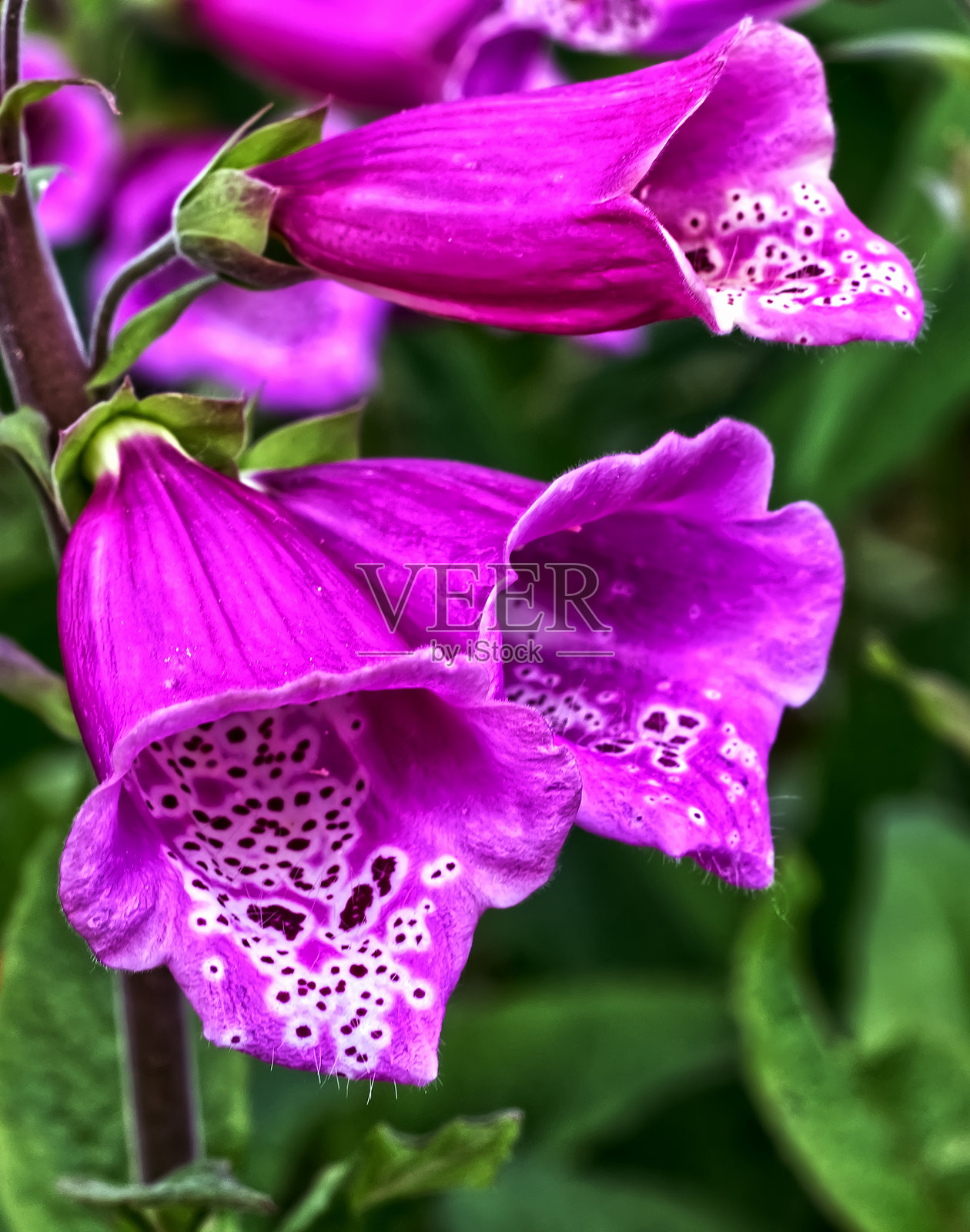 近距离拍摄的铃兰花，准备接受授粉，位于安大略省密西沙加的罗迪公园和湖岸公园。照片摄影图片