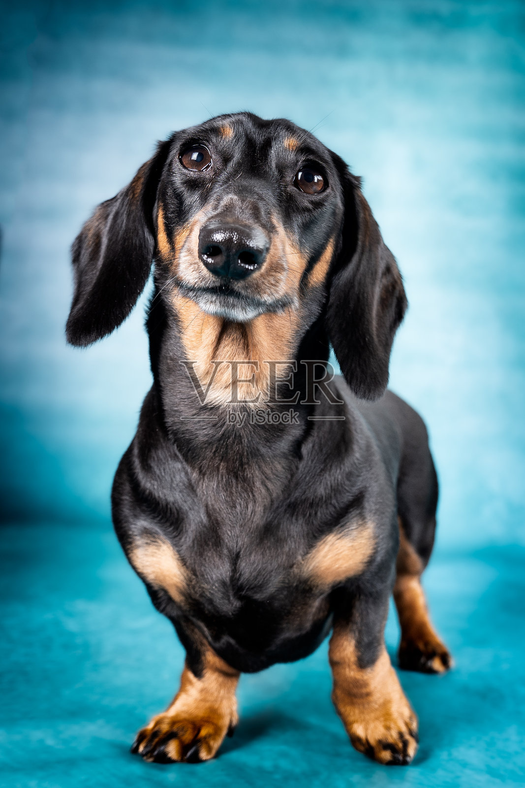 狗的肖像照片摄影图片