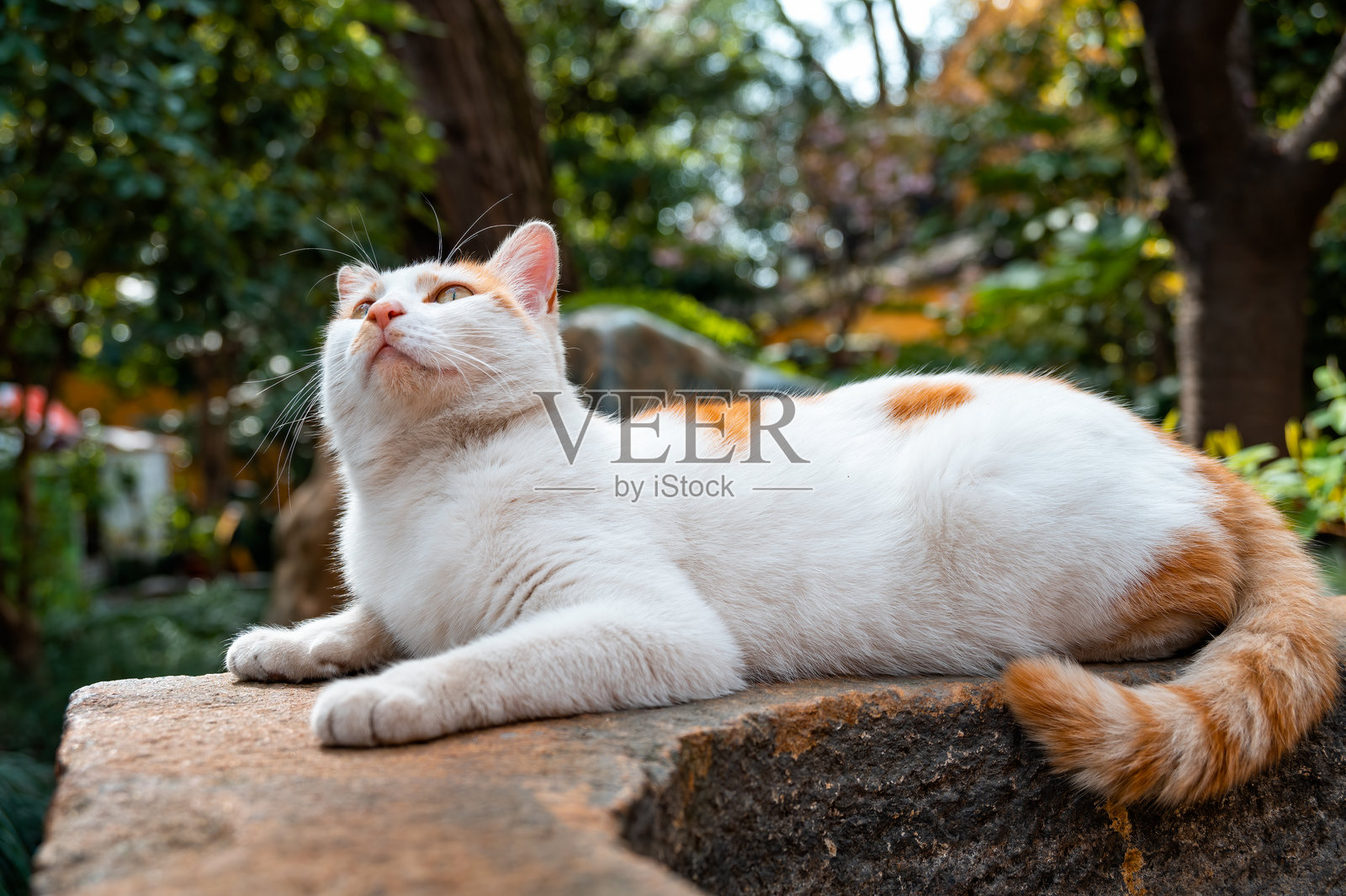 一只好奇可爱的猫咪照片摄影图片