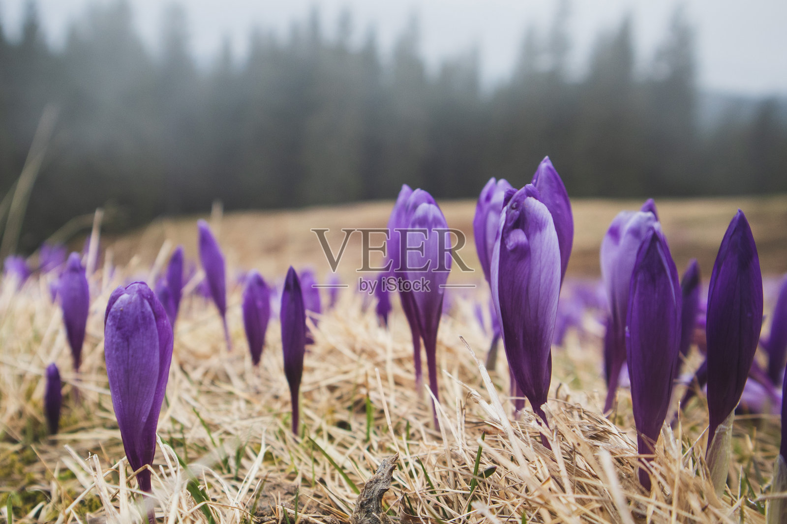 春季番红花照片摄影图片