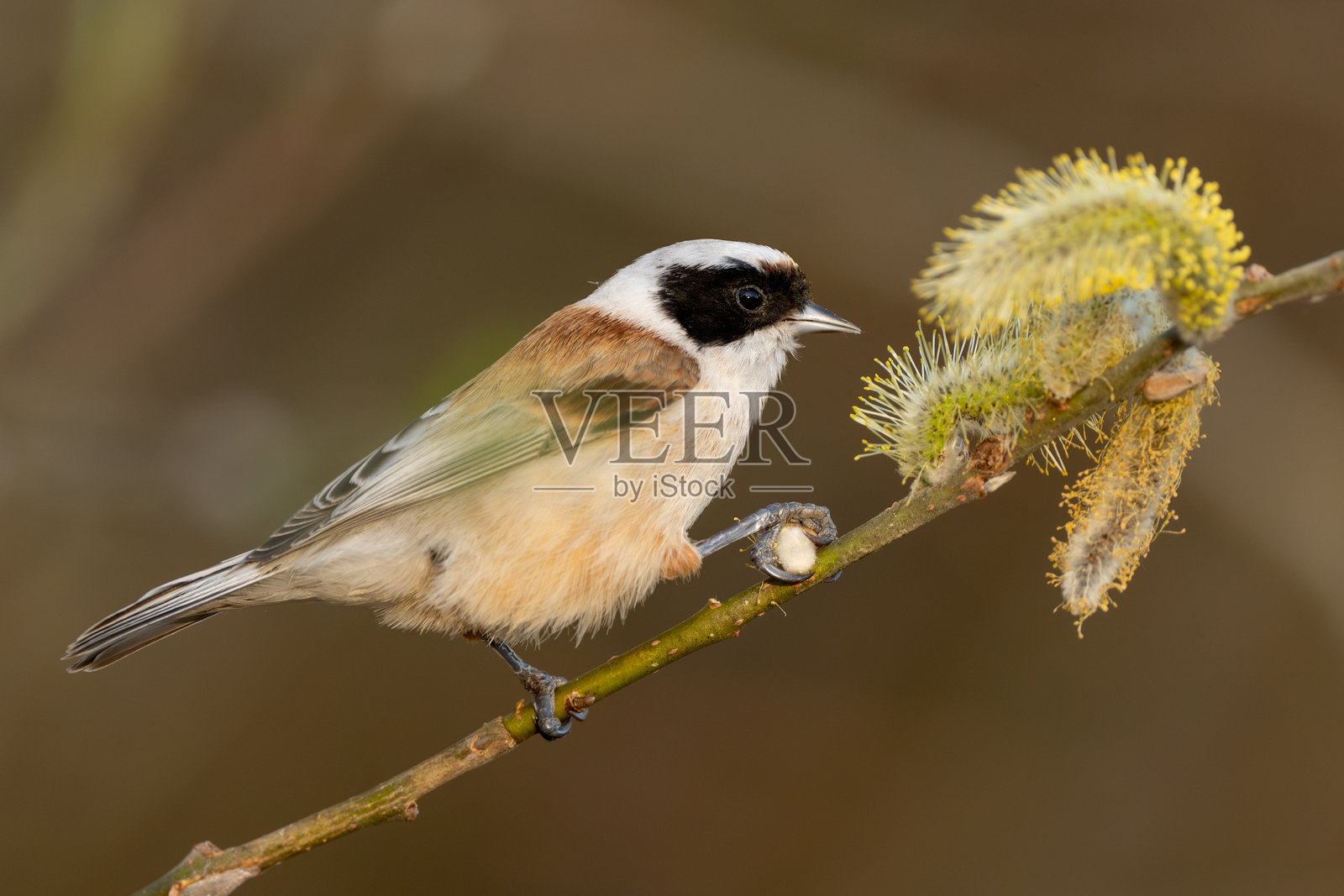 名为雷米兹的鸟吃柳树照片摄影图片