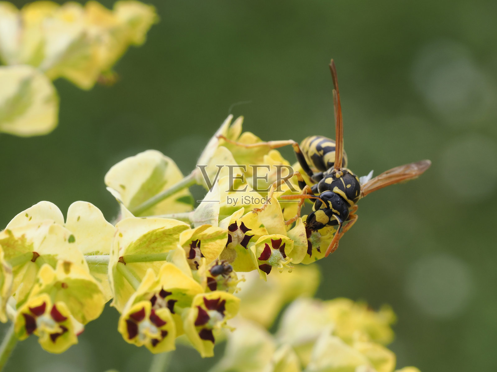 在大戟花上的法国黄蜂照片摄影图片