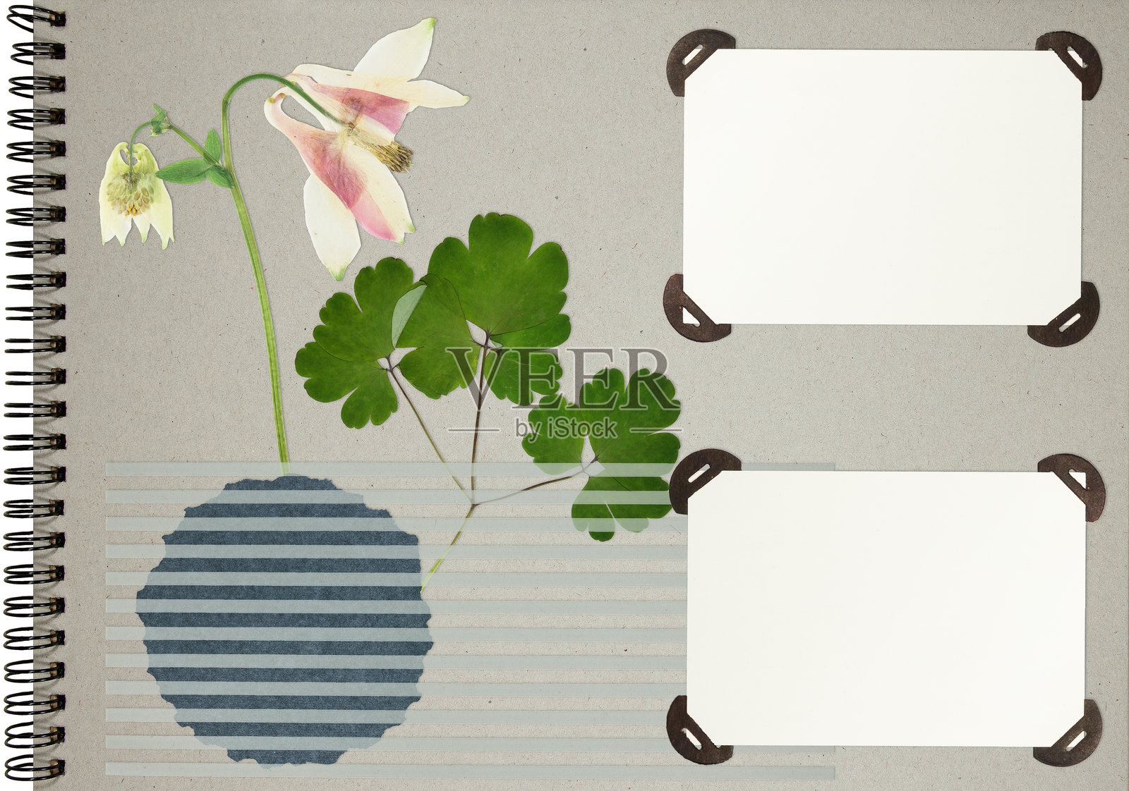 花卉和叶子，银莲花。带有花卉元素和相框的剪贴簿构图。故事页面。带有空白相框的相册布局。旧相册的一页。照片摄影图片