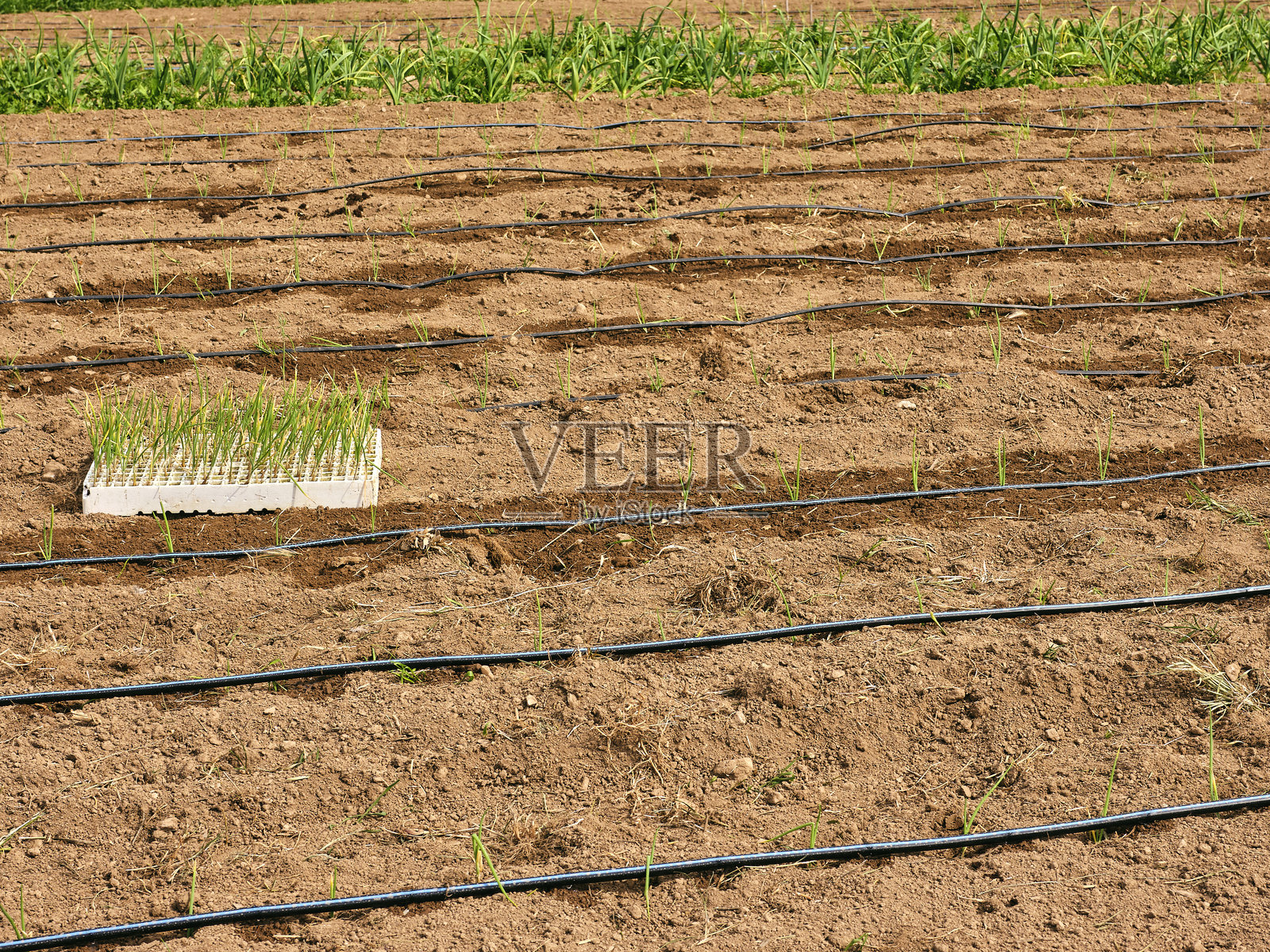 农业田地中的洋葱幼苗行列照片摄影图片