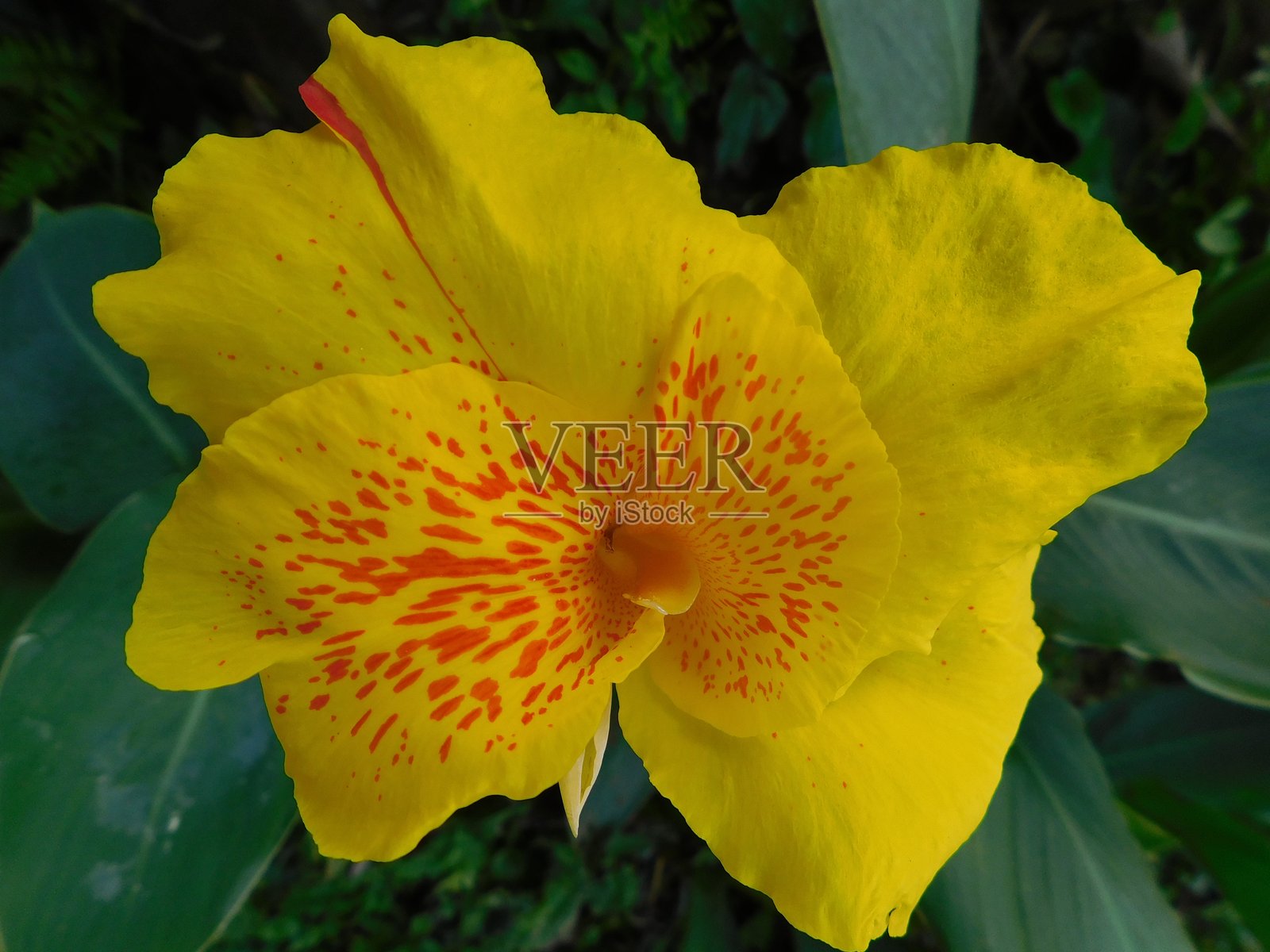 黄王亨伯特大丽花照片摄影图片