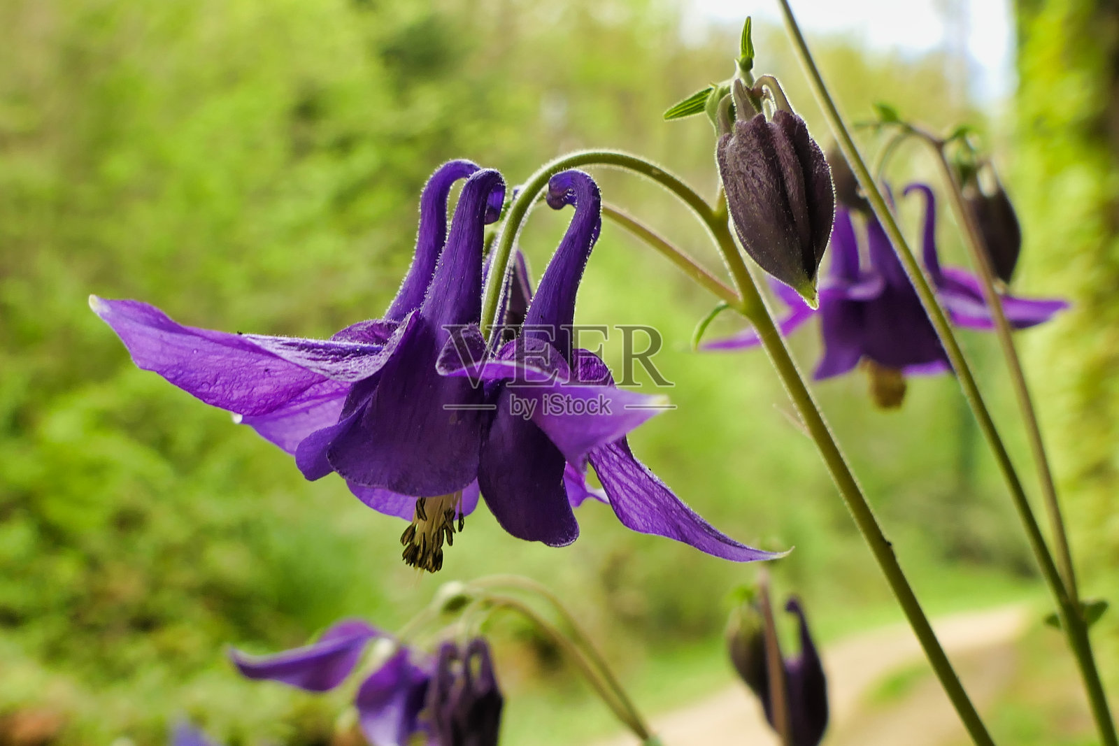 蓝钟花照片摄影图片