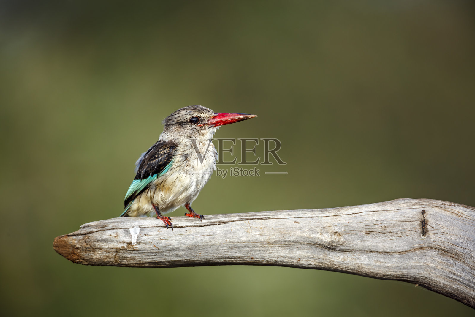 南非大克鲁格国家公园的灰头翠鸟照片摄影图片
