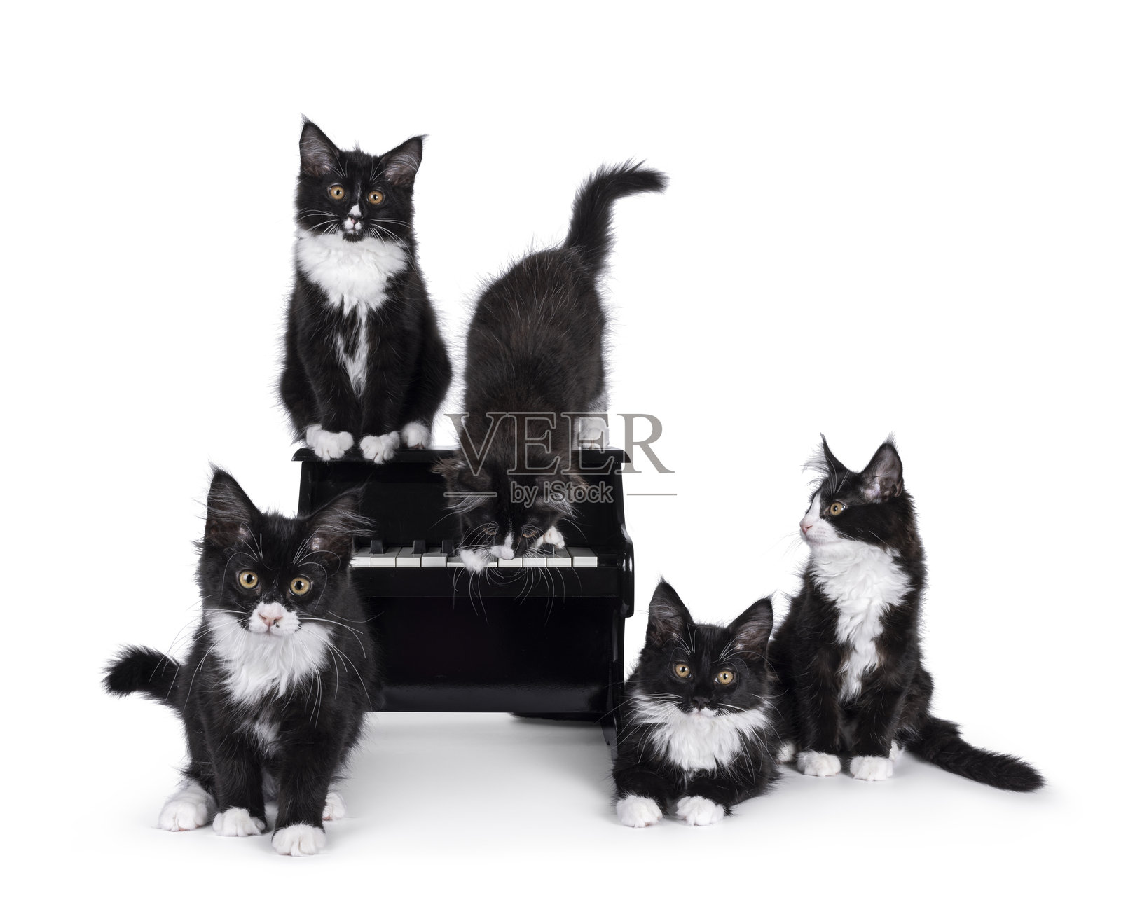 白色背景上的猫和钢琴照片摄影图片