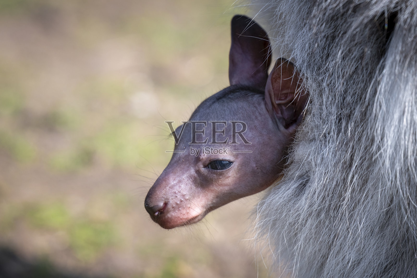 小袋鼠宝宝从袋子里探出头来照片摄影图片