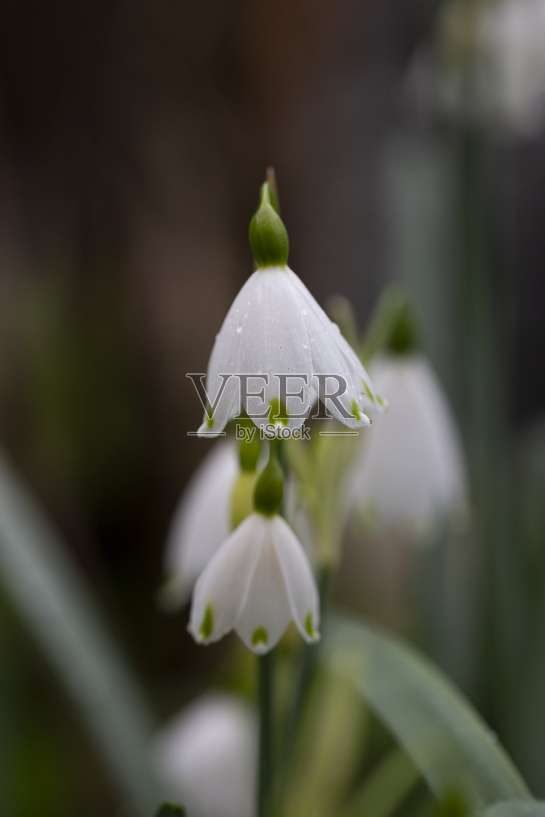 特写的春雪花（Leucojum vernum）在森林中盛开。模糊的背景，春天的概念。照片摄影图片