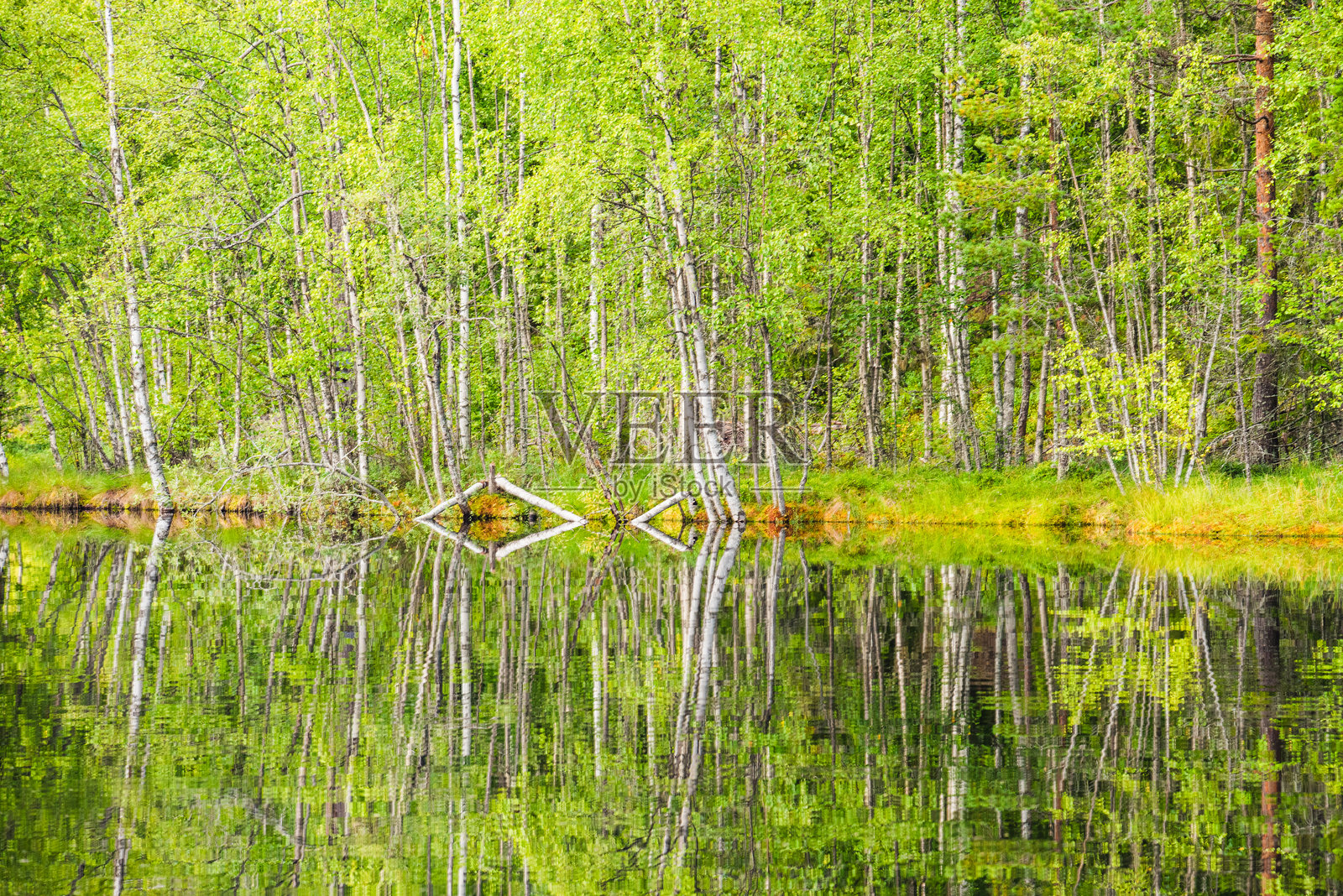 瑞典湖泊映照着郁郁葱葱的夏季绿意，树木和宁静的水面。照片摄影图片