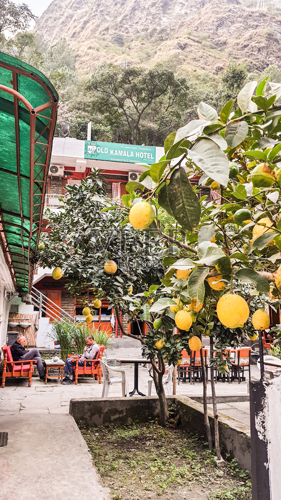 房子附近的树上结满了水果。照片摄影图片