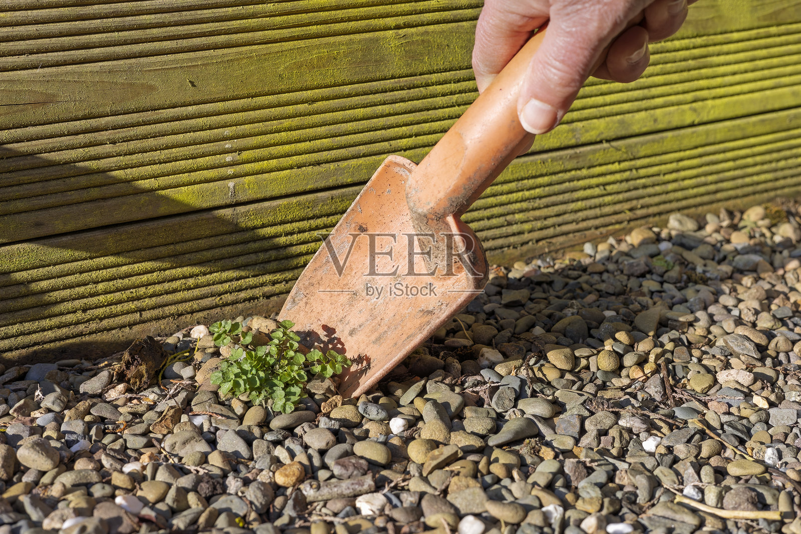 园丁使用塑料橙色铲子在石子花园边缘小路上挖掘杂草照片摄影图片