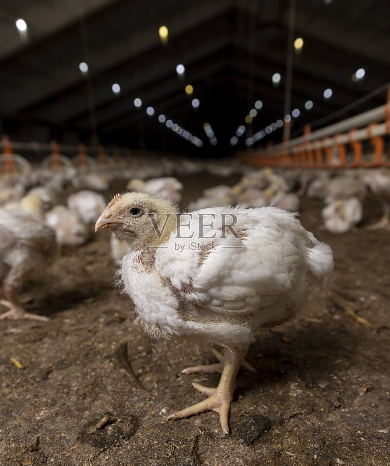 工业肉类生产中饲养的肉鸡特写，一只小鸡的特写镜头照片摄影图片