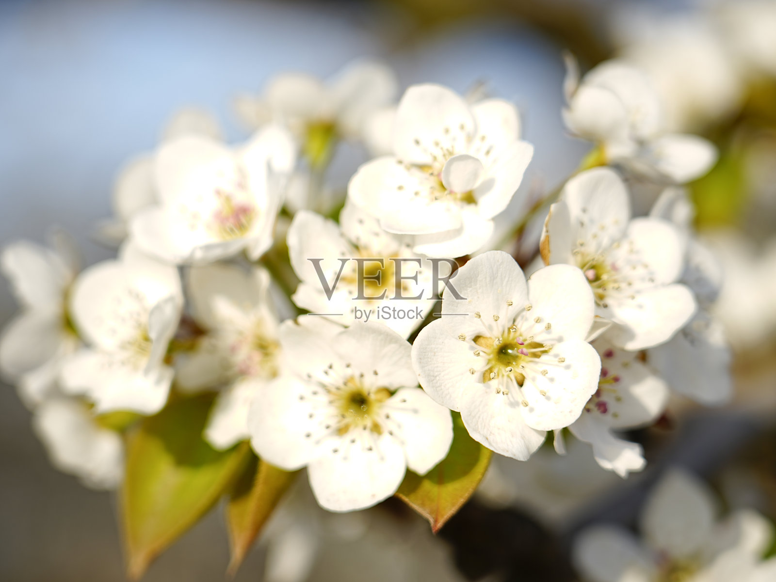 春天盛开的梨花照片摄影图片