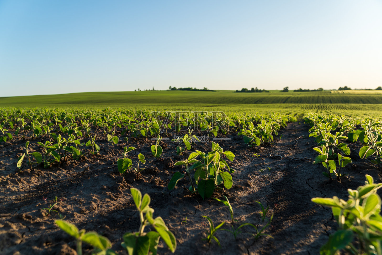 大豆植物在清澈的夏日天空下的郁郁葱葱的田野中茁壮成长，预示着农业即将迎来丰收季节。照片摄影图片