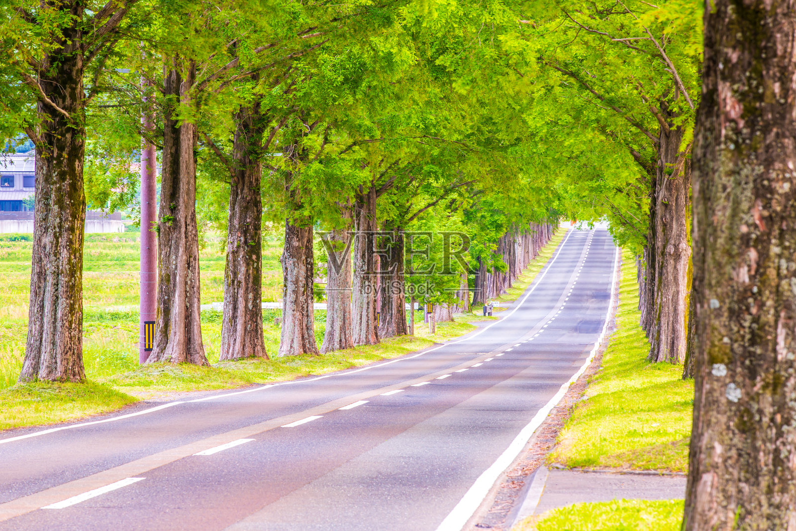 滋贺县的水杉树木林照片摄影图片