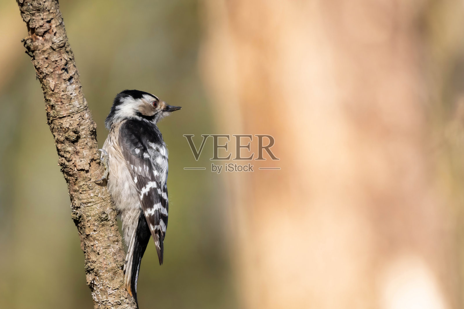 小斑啄木鸟（Dryobates minor）雌性照片摄影图片