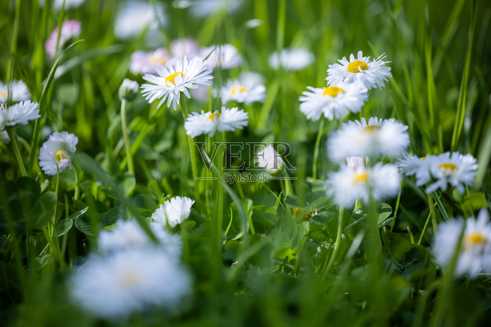 一片绿草如茵的田野，点缀着许多小白雏菊，每朵都有明亮的黄色花心，展现出春天的景象。照片摄影图片