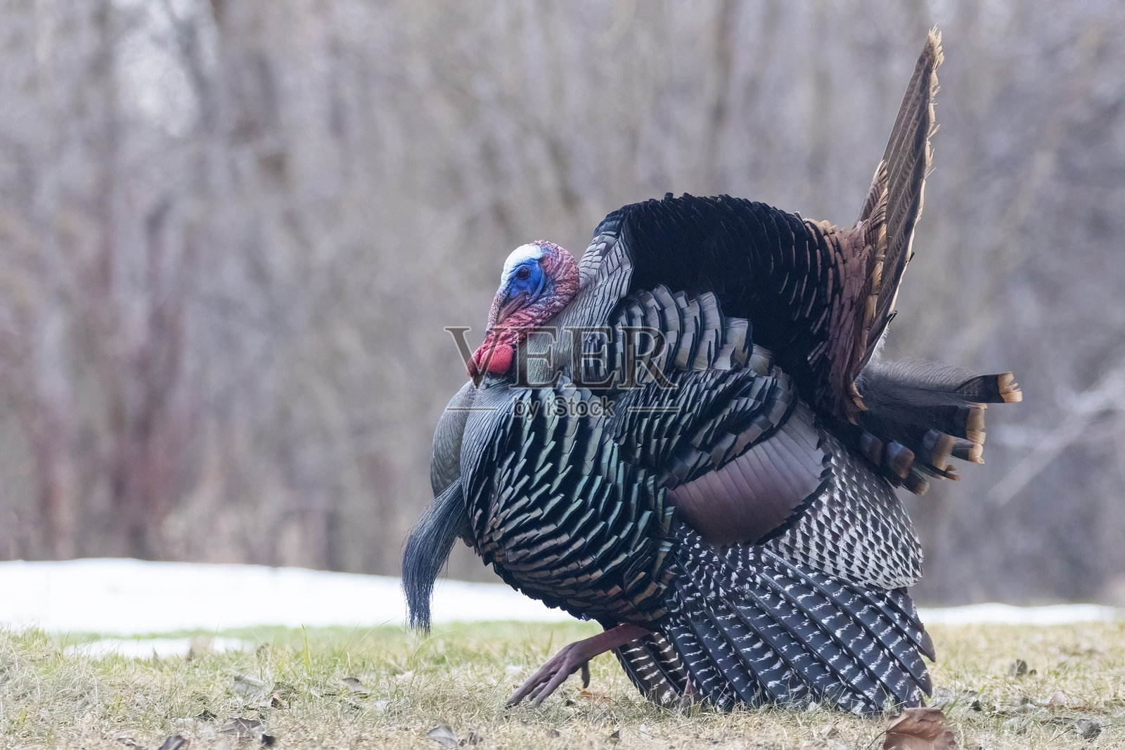 雄性野火鸡游行照片摄影图片