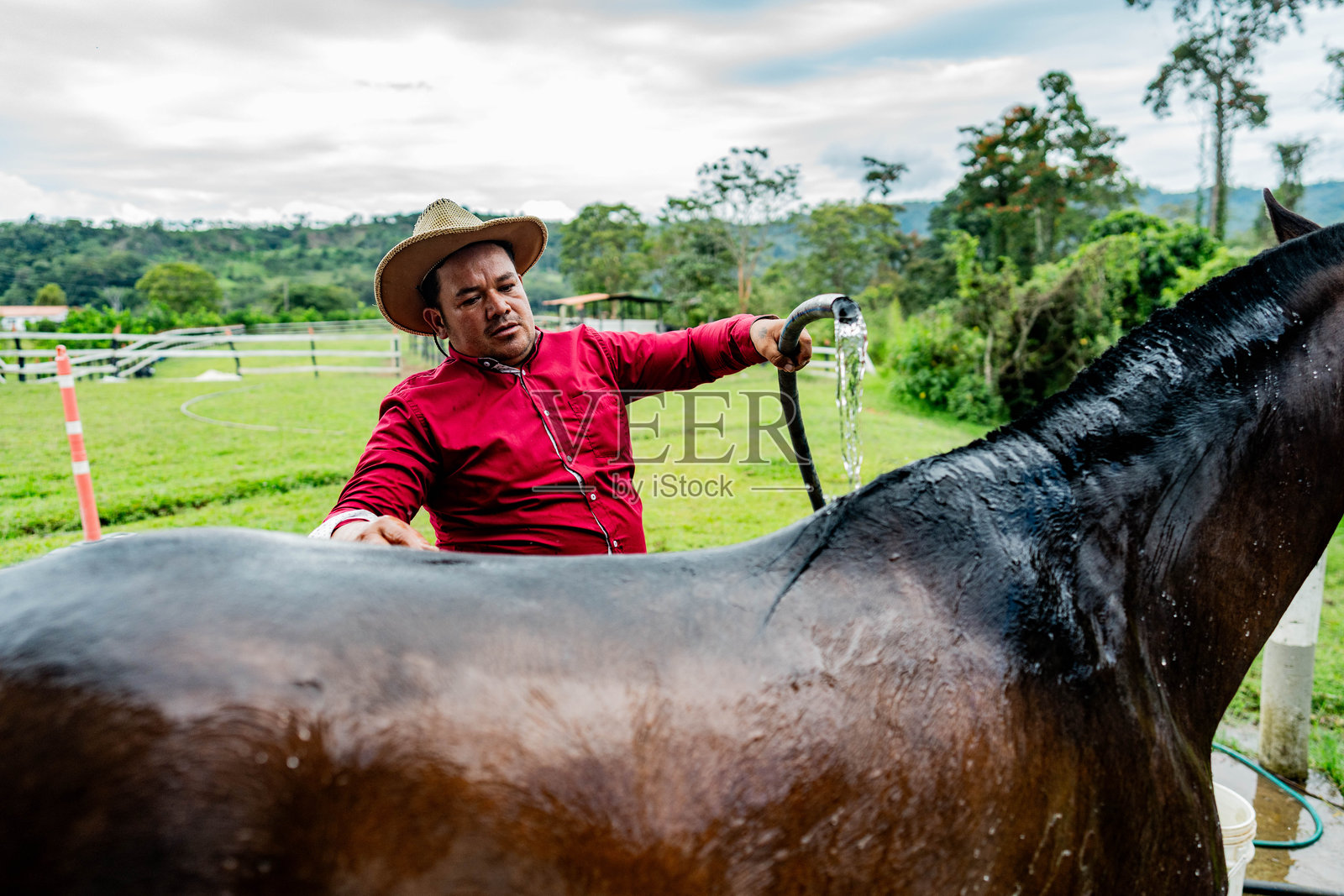 成熟的农民在农场给他的马洗澡照片摄影图片
