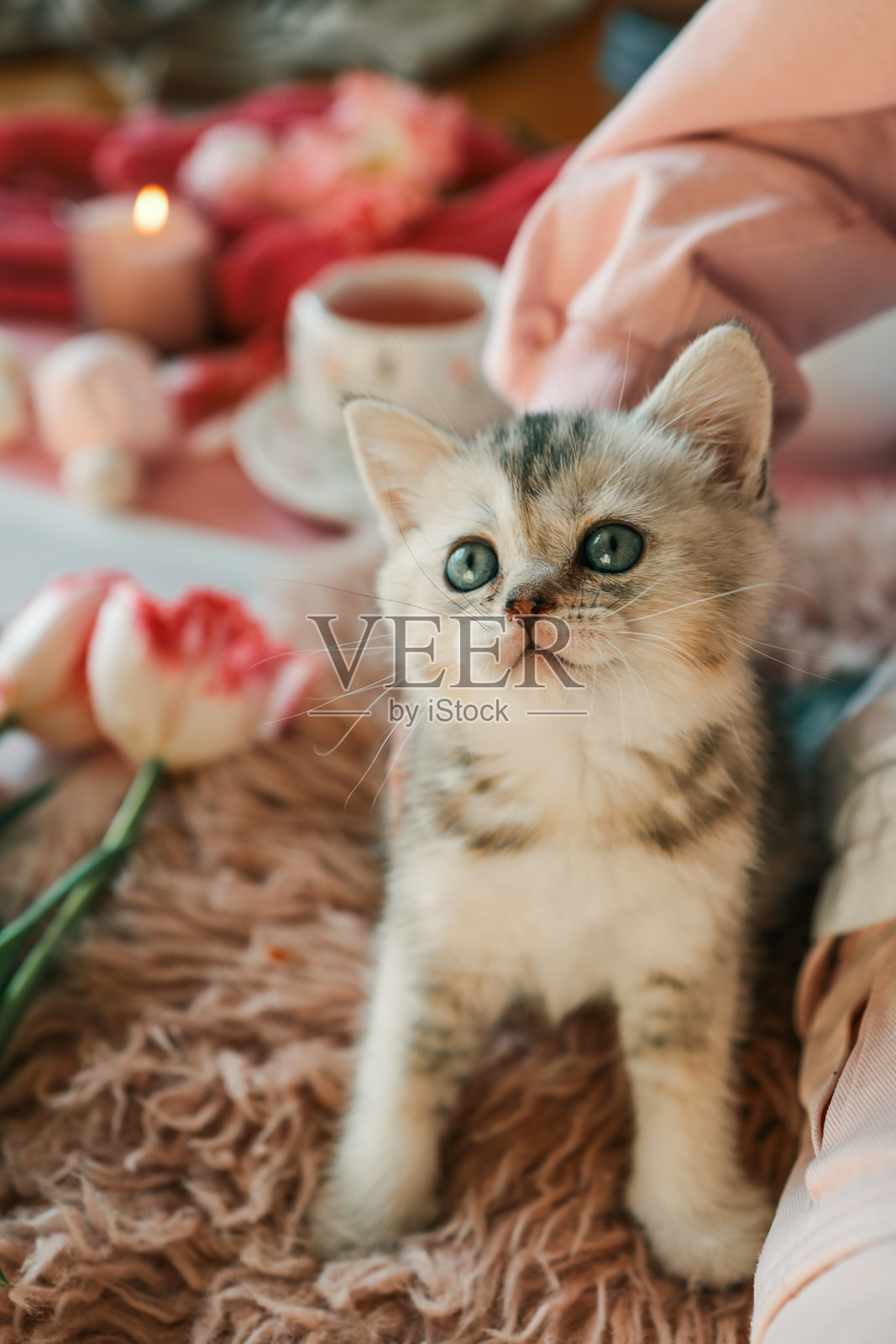 可爱的 kitten 坐在柔软的地毯上，旁边有一杯茶、粉色郁金香和甜点，背景是粉色的，抬头用好奇的眼睛看着。照片摄影图片