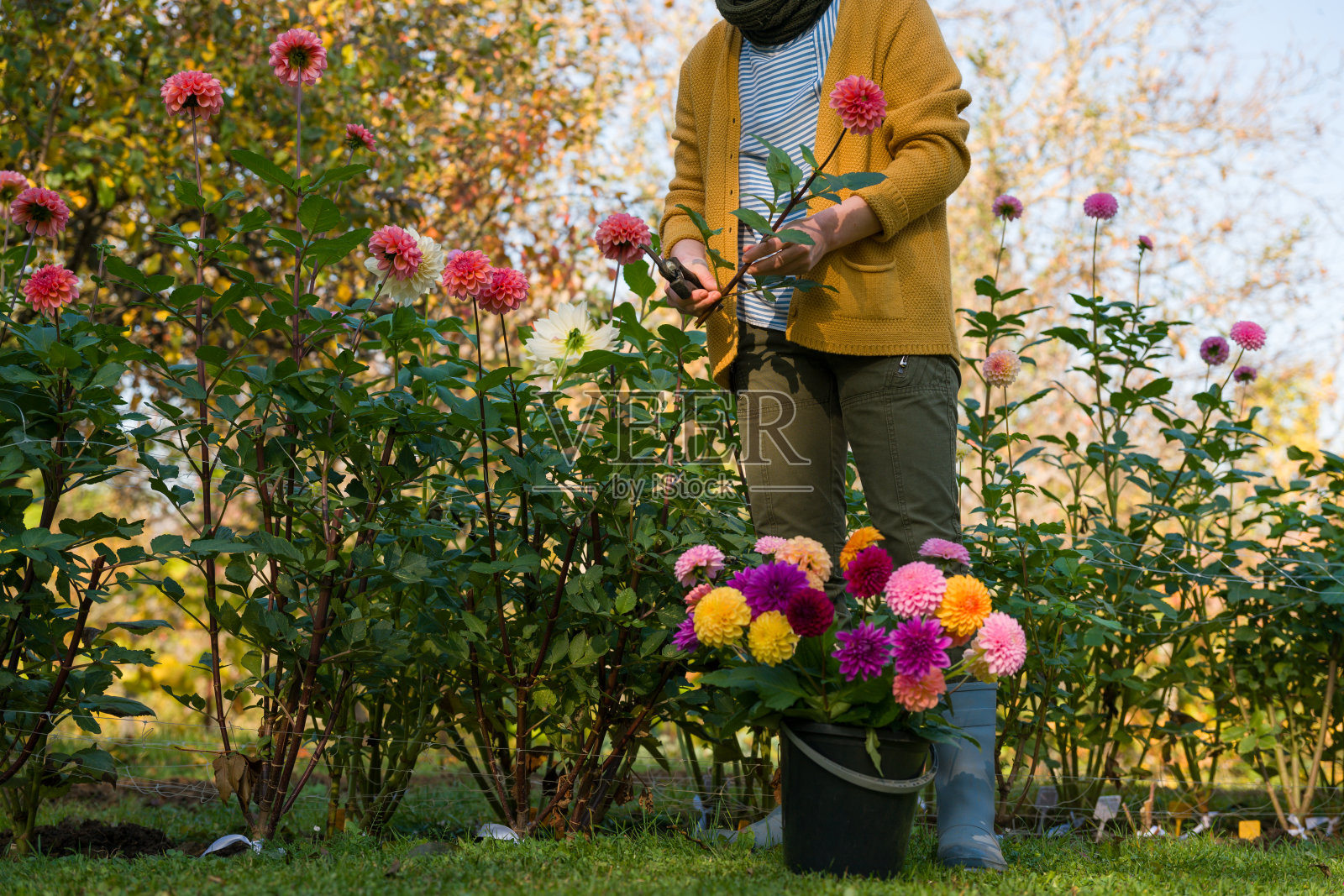 园丁正在收获大丽花。女性手持修剪剪刀，旁边有一个装满美丽大丽花的桶。种植切花。花卉种植。照片摄影图片