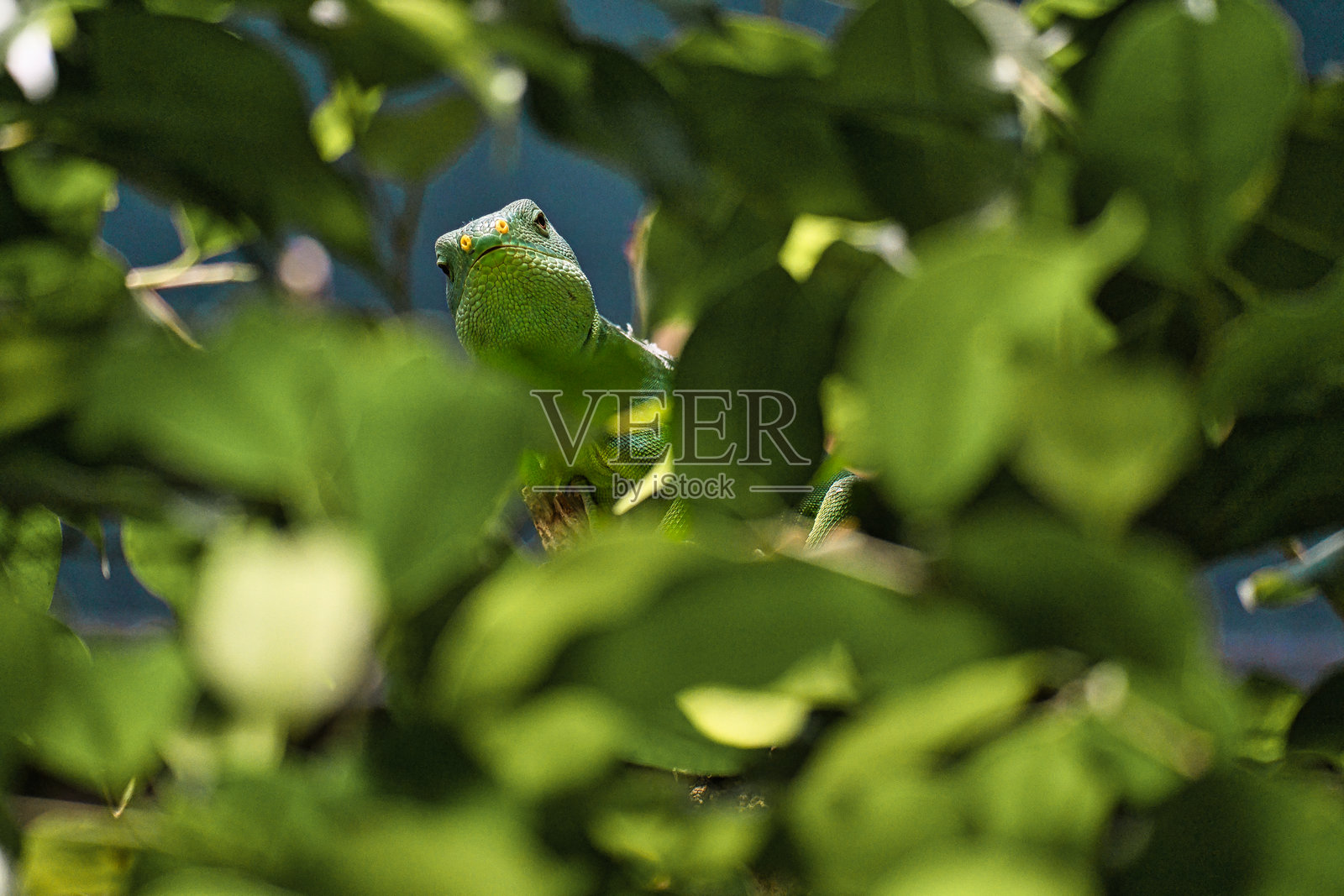 绿鬣蜥，半隐匿于热带叶子之间。自然伪装。照片摄影图片
