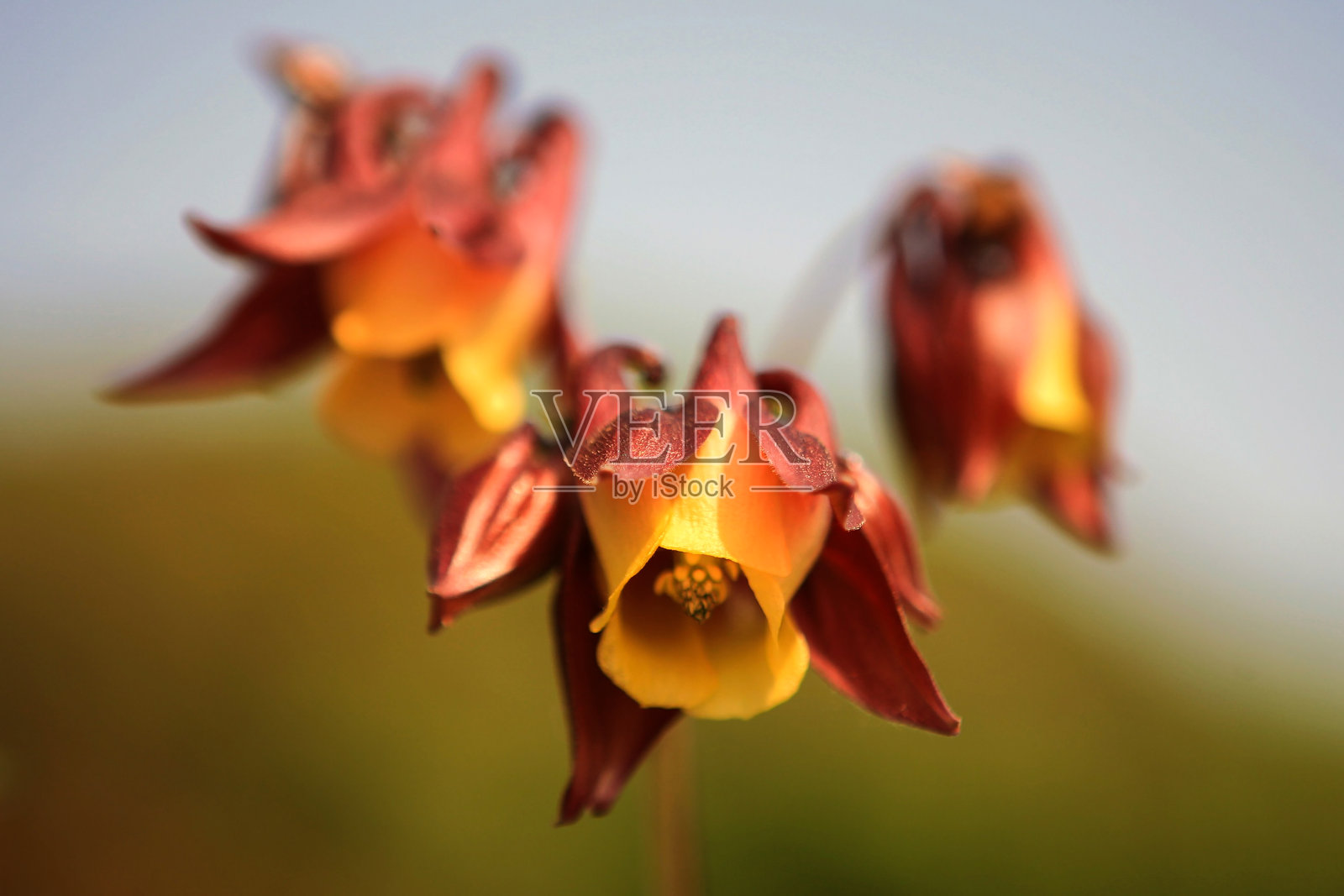 凤仙花照片摄影图片