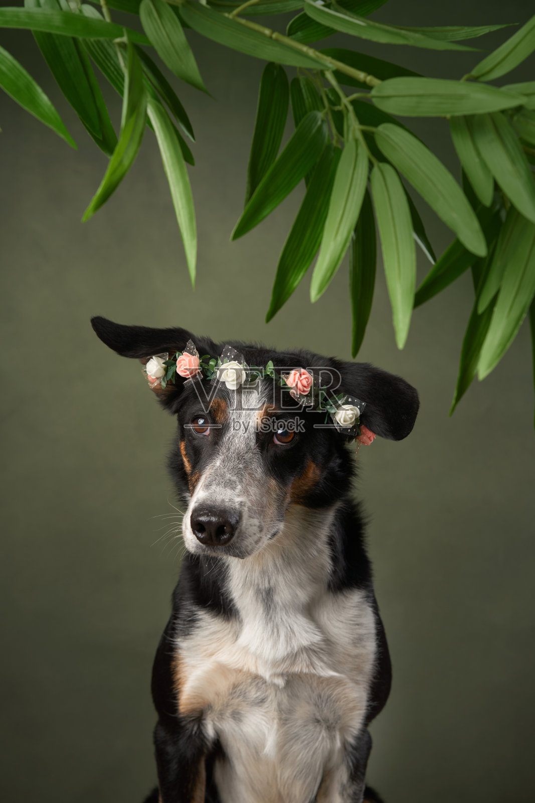 边境牧羊犬伸手去抓叶子下的东西照片摄影图片