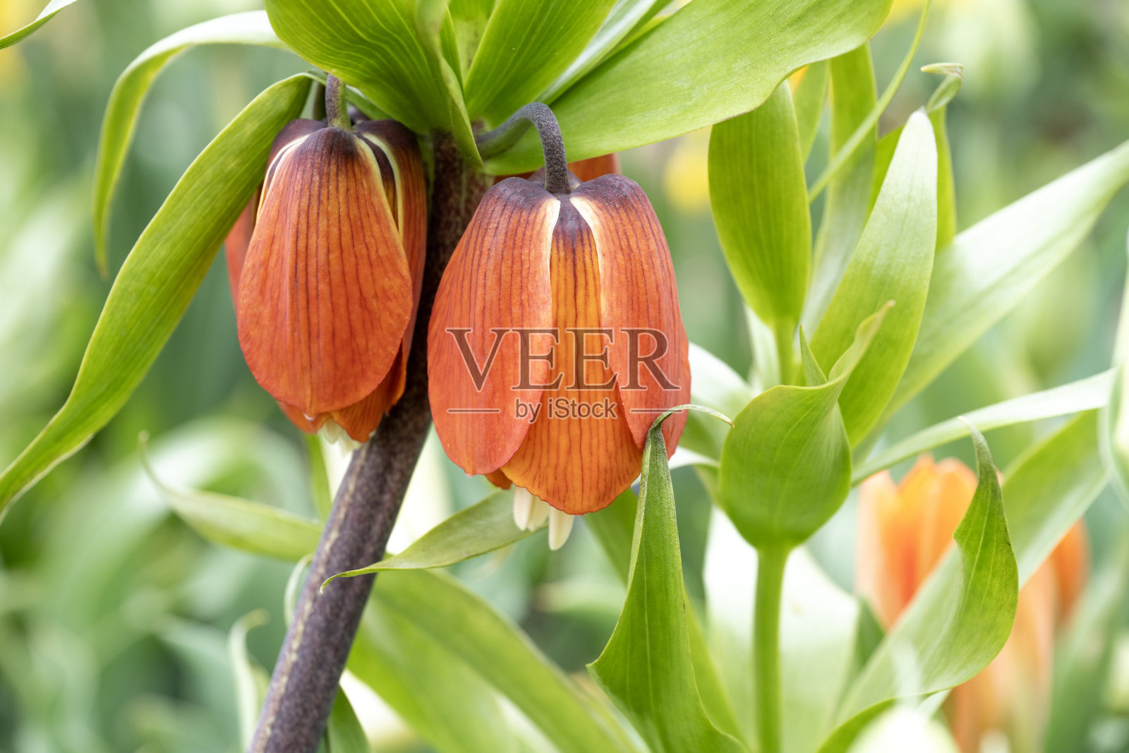 帝王百合在花园中盛开照片摄影图片