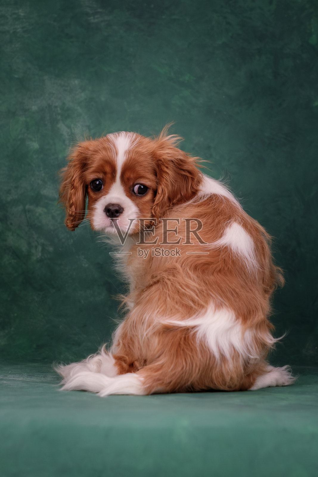 一只骑士查理王犬小狗的背影。狗狗坐着，面朝远离相机。照片摄影图片