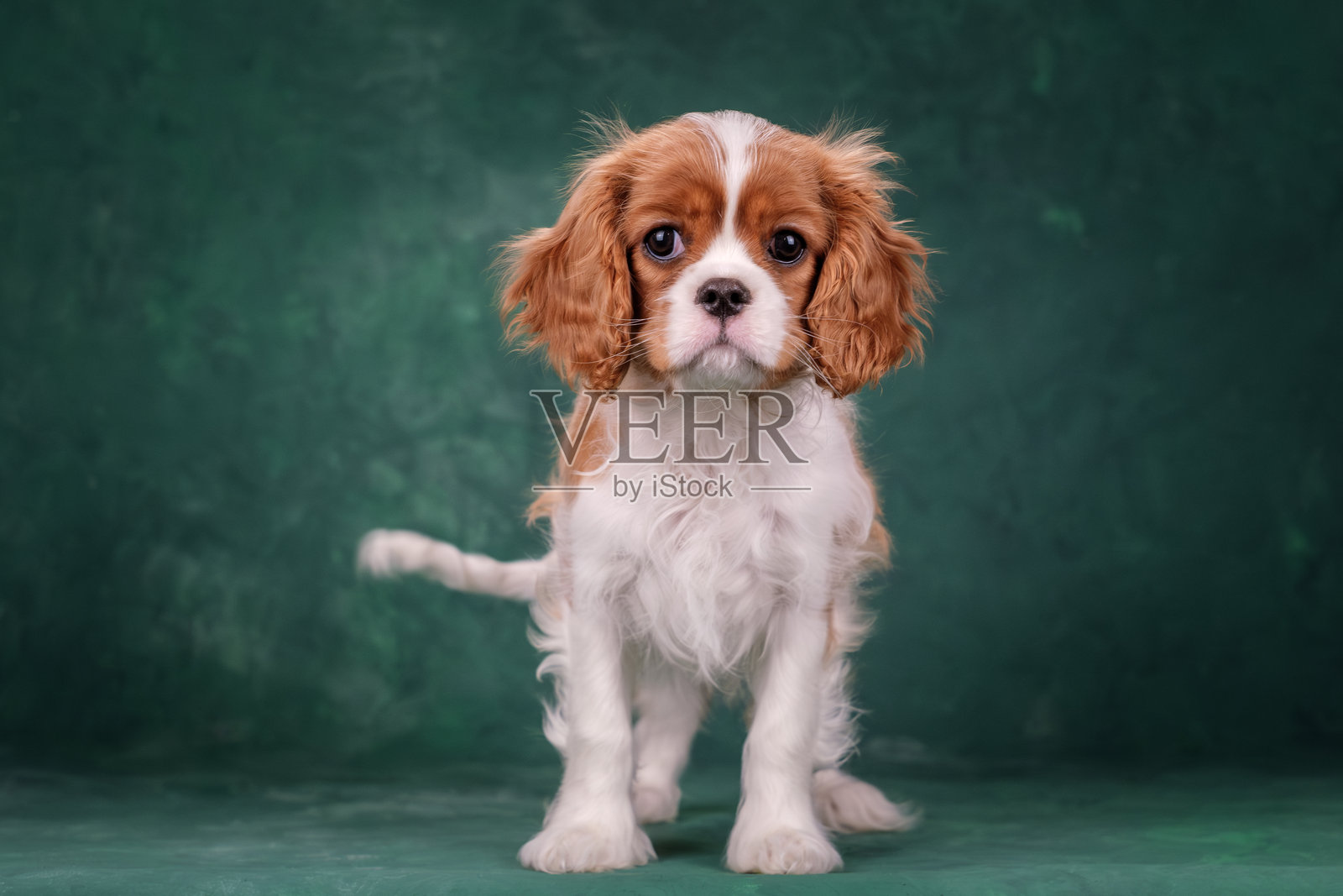 小狗专注地看着镜头。明亮的白色和红色小狗在绿色背景下，摄影棚拍摄。照片摄影图片