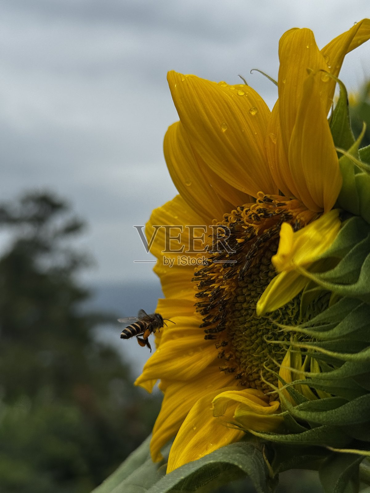 蜜蜂与向日葵照片摄影图片