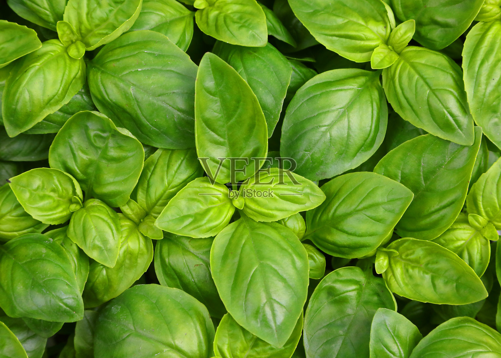 许多绿色的香草罗勒叶，适合地中海文化的新鲜食谱。照片摄影图片