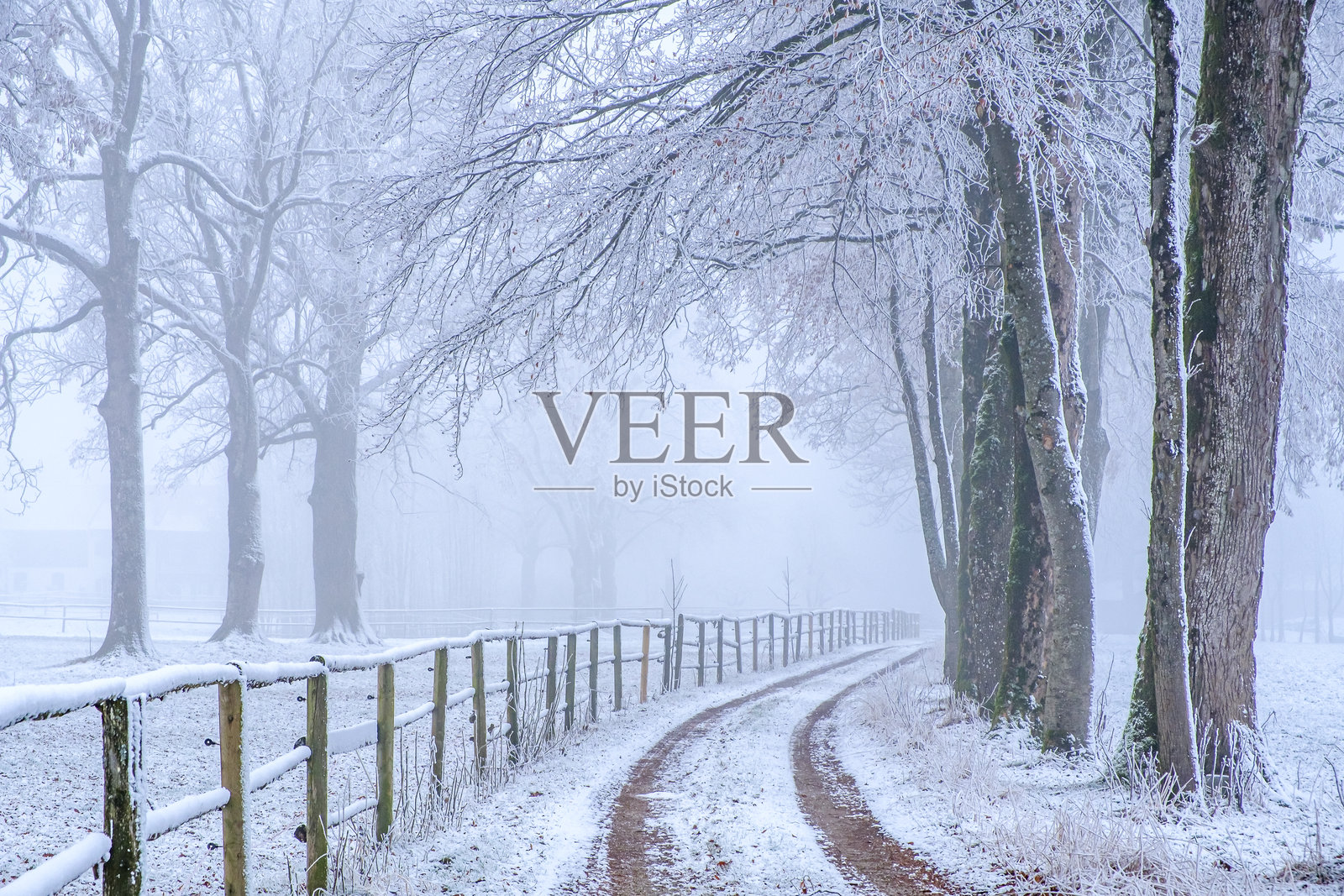 被雪覆盖的小路蜿蜒穿过冬季森林，霜冻的树木和木栅栏在宁静的早晨雾气弥漫的氛围中显得格外迷人。照片摄影图片