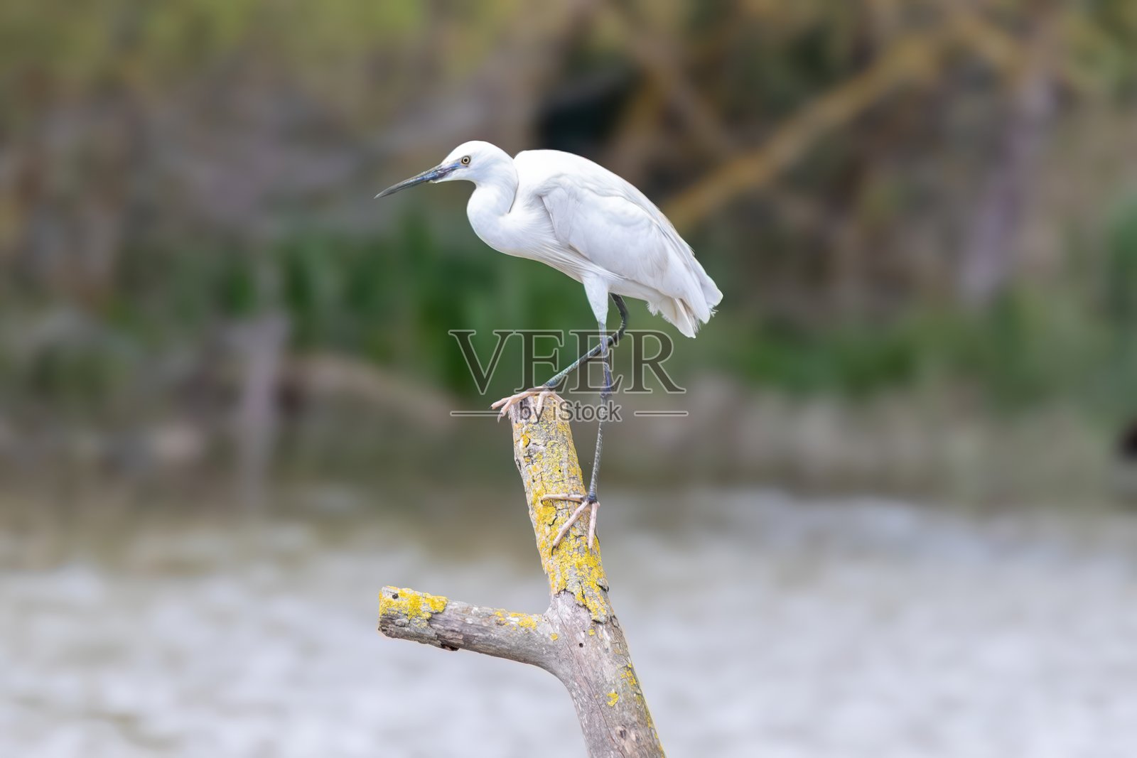 小白鹭（Egretta garzetta）站立在西班牙加泰罗尼亚的埃姆波尔达湿地自然公园。照片摄影图片