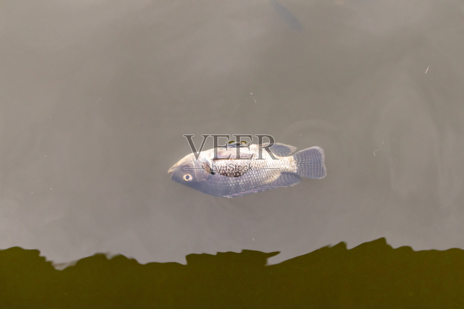 一条死鱼漂浮在池塘里照片摄影图片