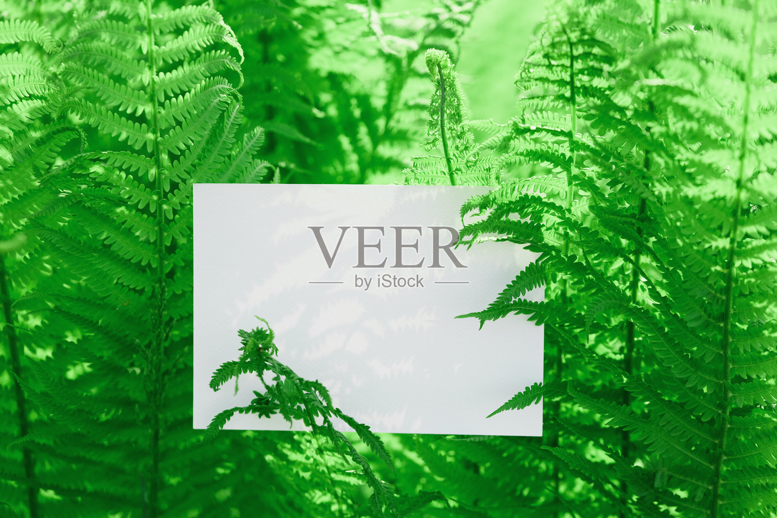 明亮的光线下，四周环绕着绿色蕨类植物的空白白卡片照片摄影图片
